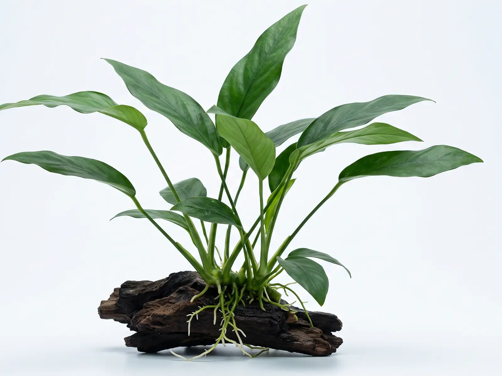 Anubias 'Frazeri'