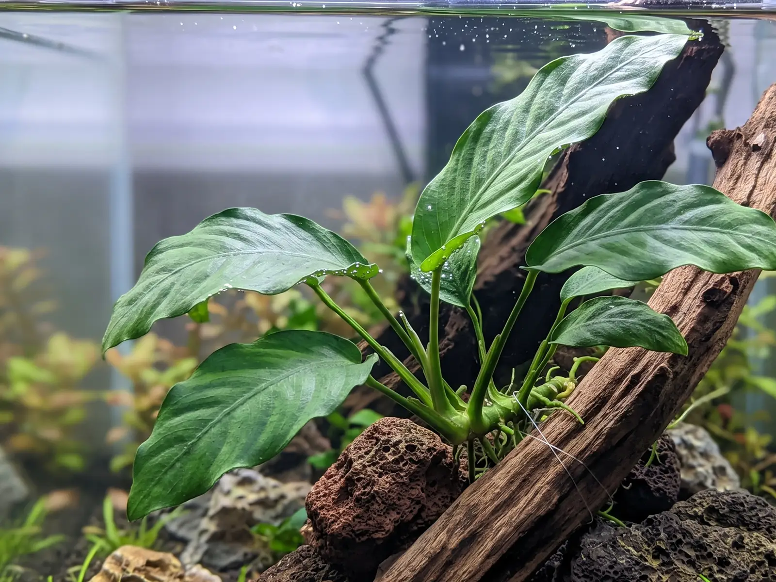 Anubias 'Frazeri'