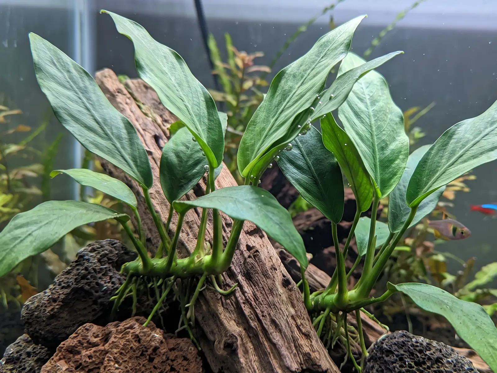 Anubias 'Nangi'