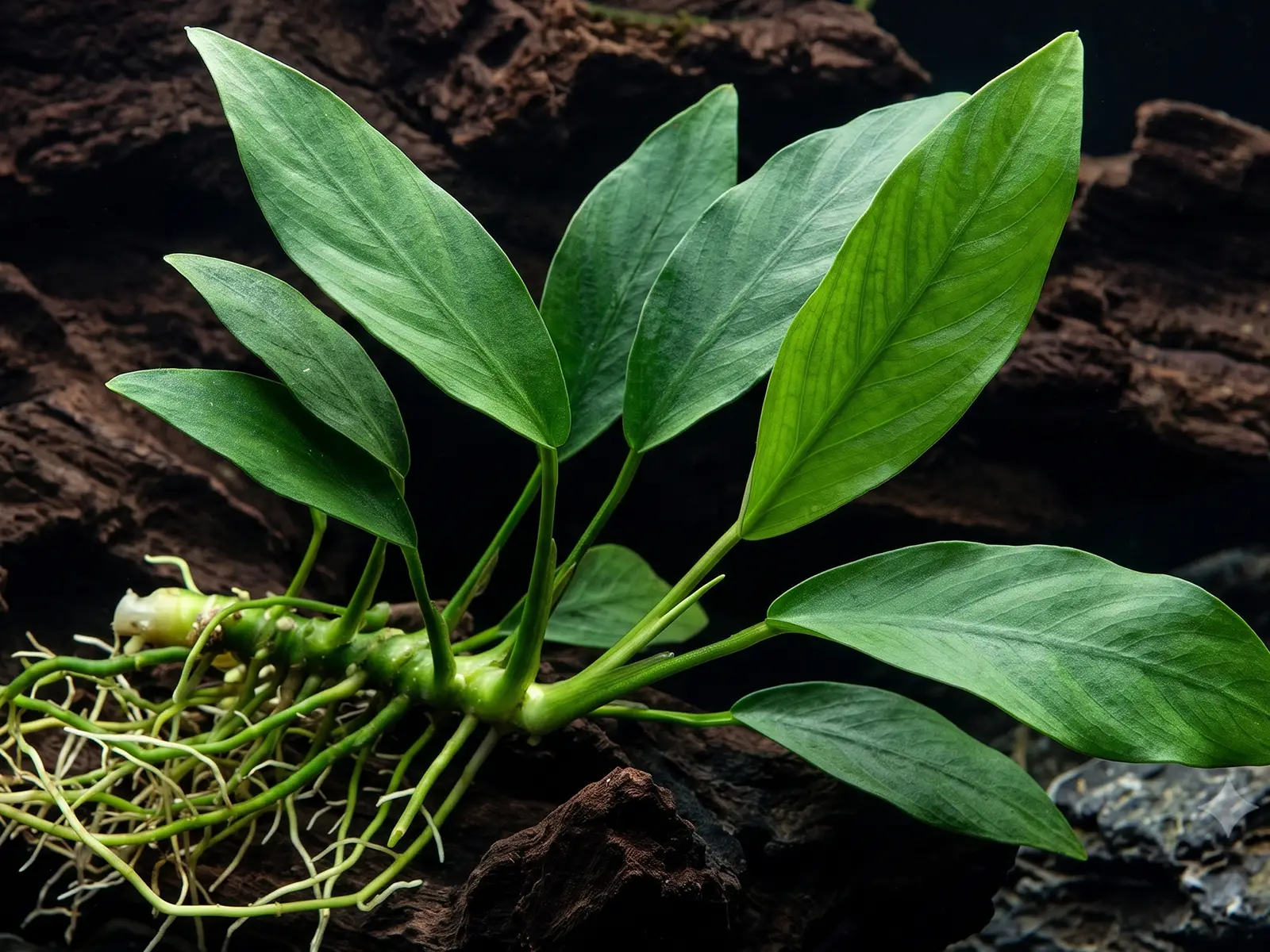 Anubias 'Nangi'