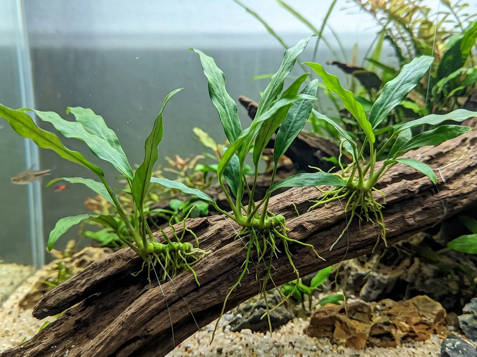 Anubias minima