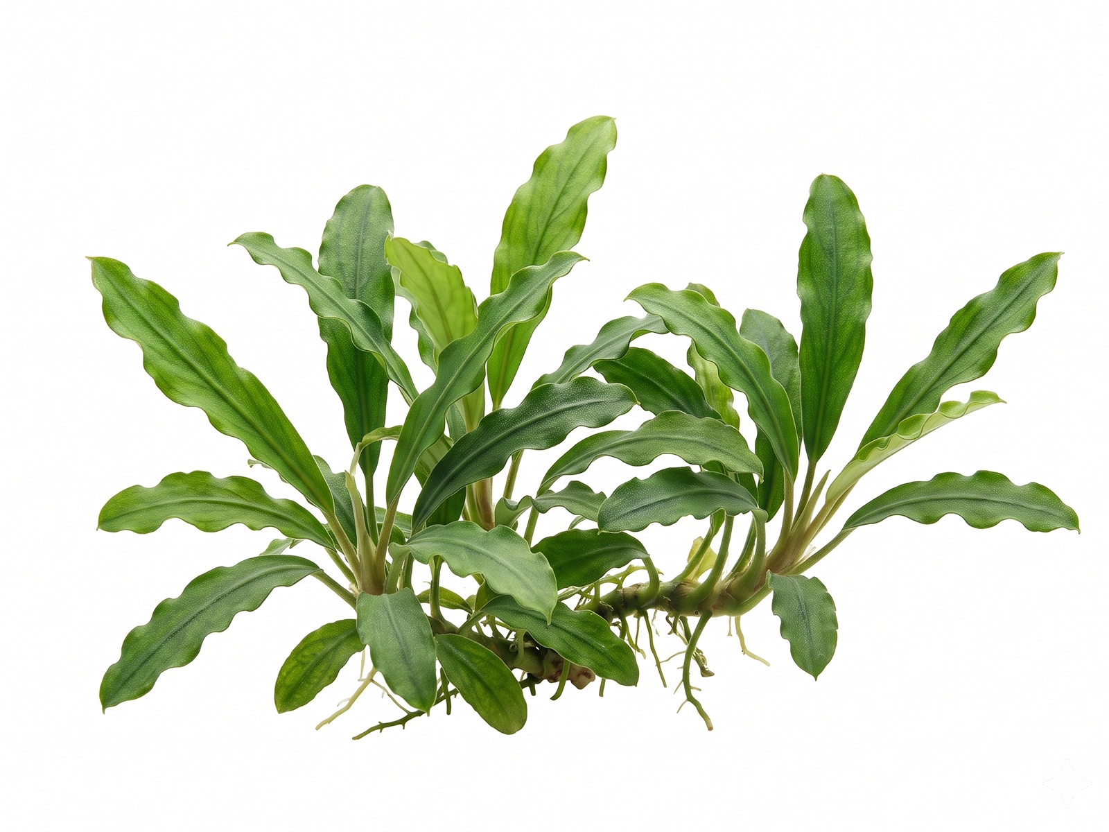 Bucephalandra 'Wavy Green' white