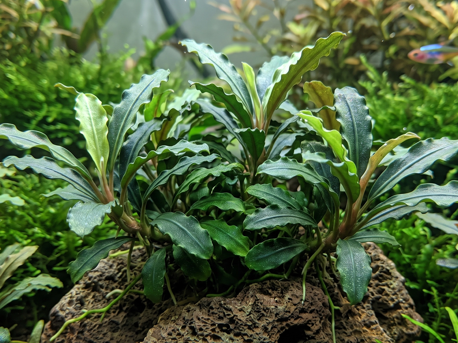 Bucephalandra 'Wavy Green'