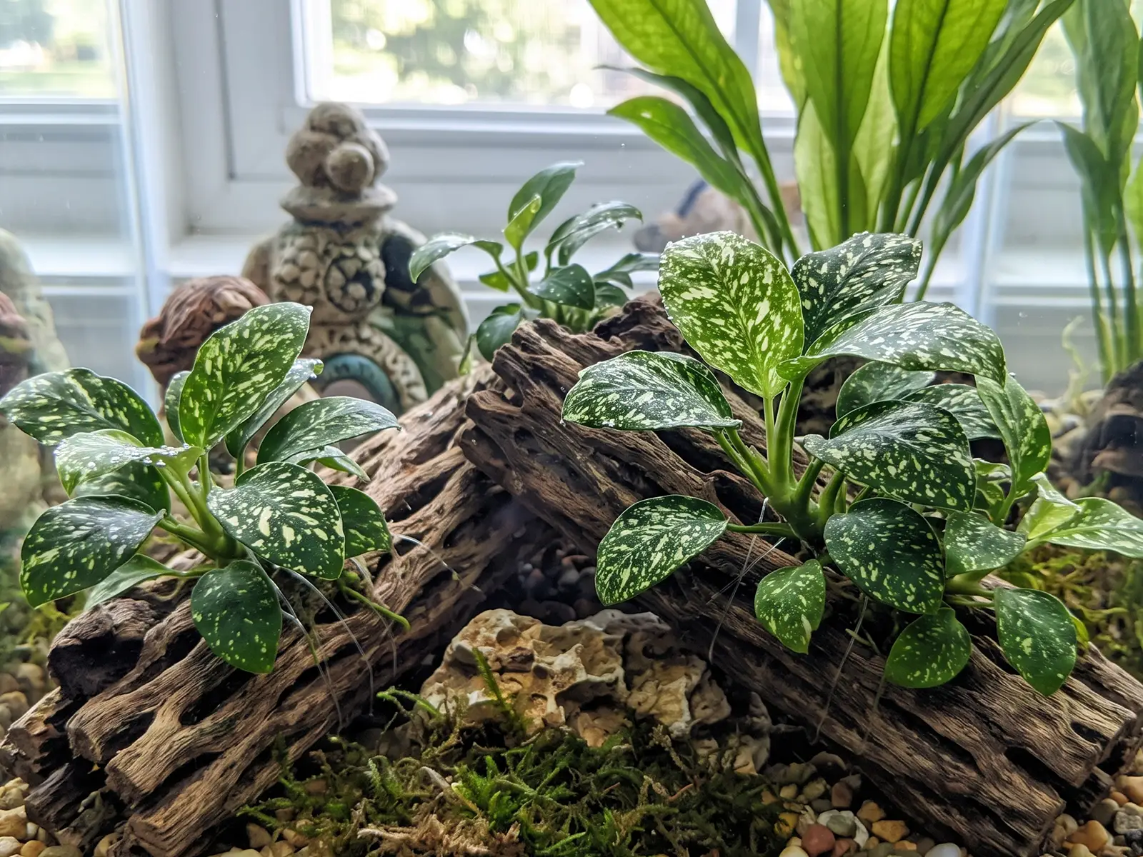 Anubias 'Stardust'
