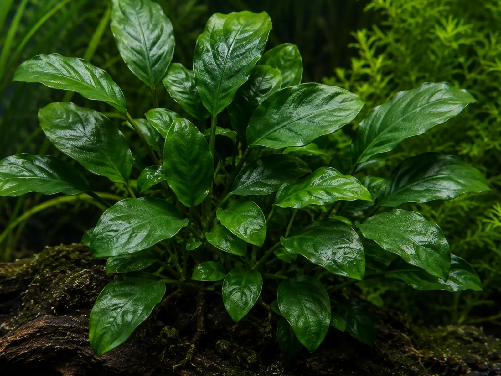 Anubias 'Stardust'