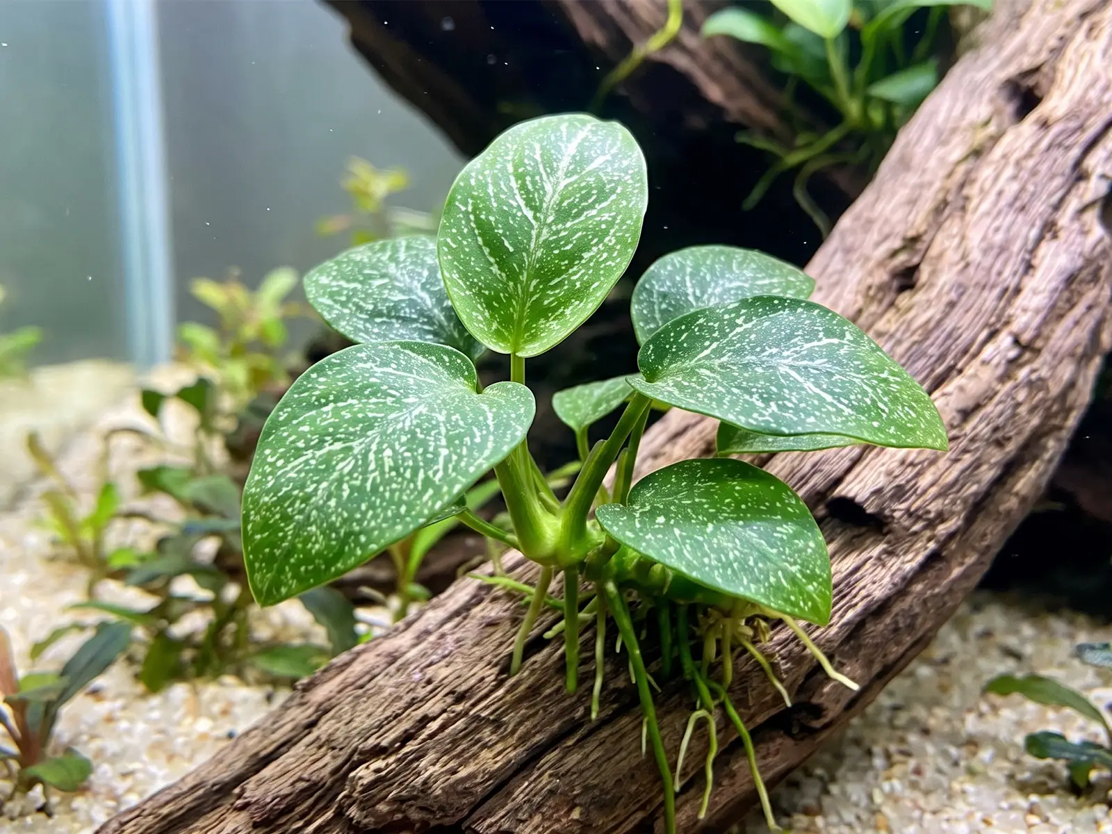 Anubias 'Stardust'