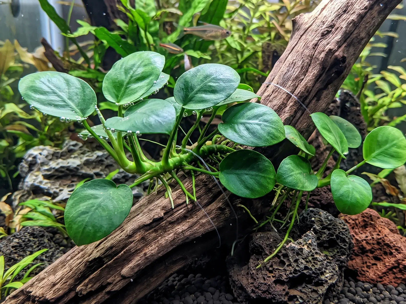 Anubias barteri var. nana 'Coin Leaf'