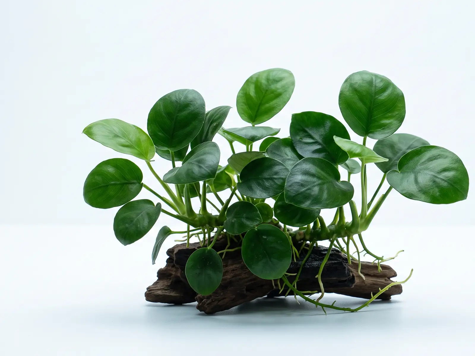 Anubias barteri var. nana 'Coin Leaf'