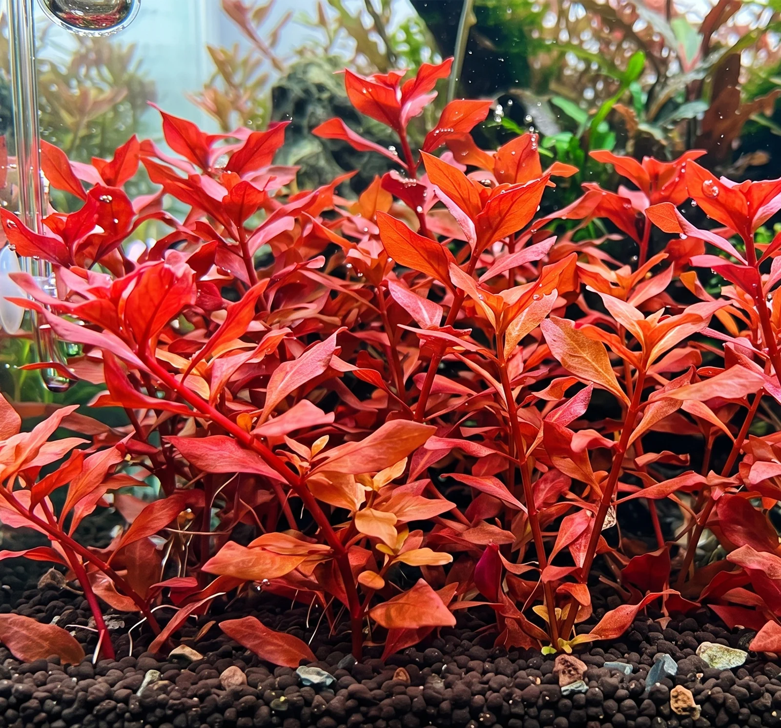 Ludwigia palustris 'Super Red' super red Wild Pet Supply