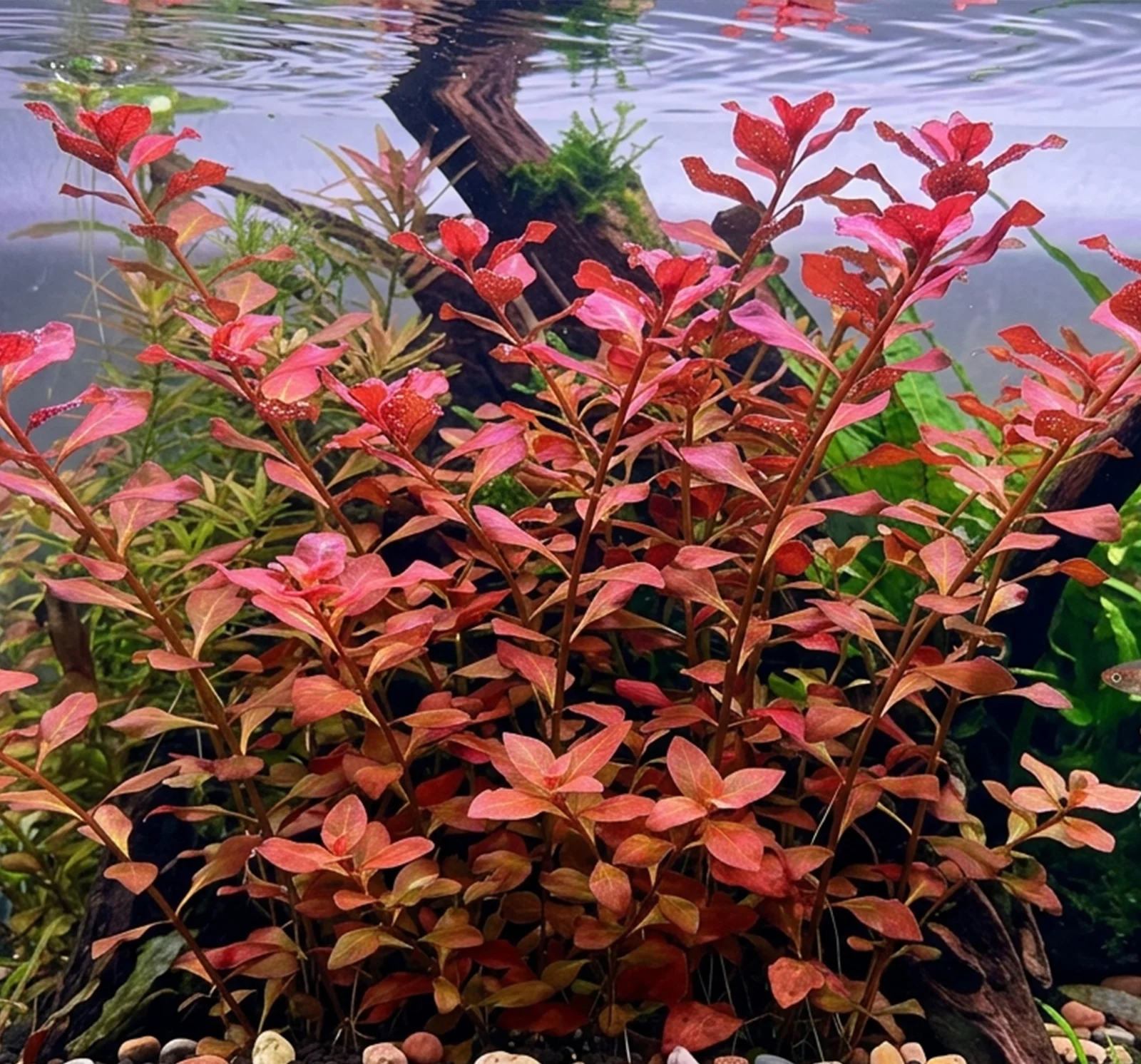 Ludwigia palustris 'Super Red'