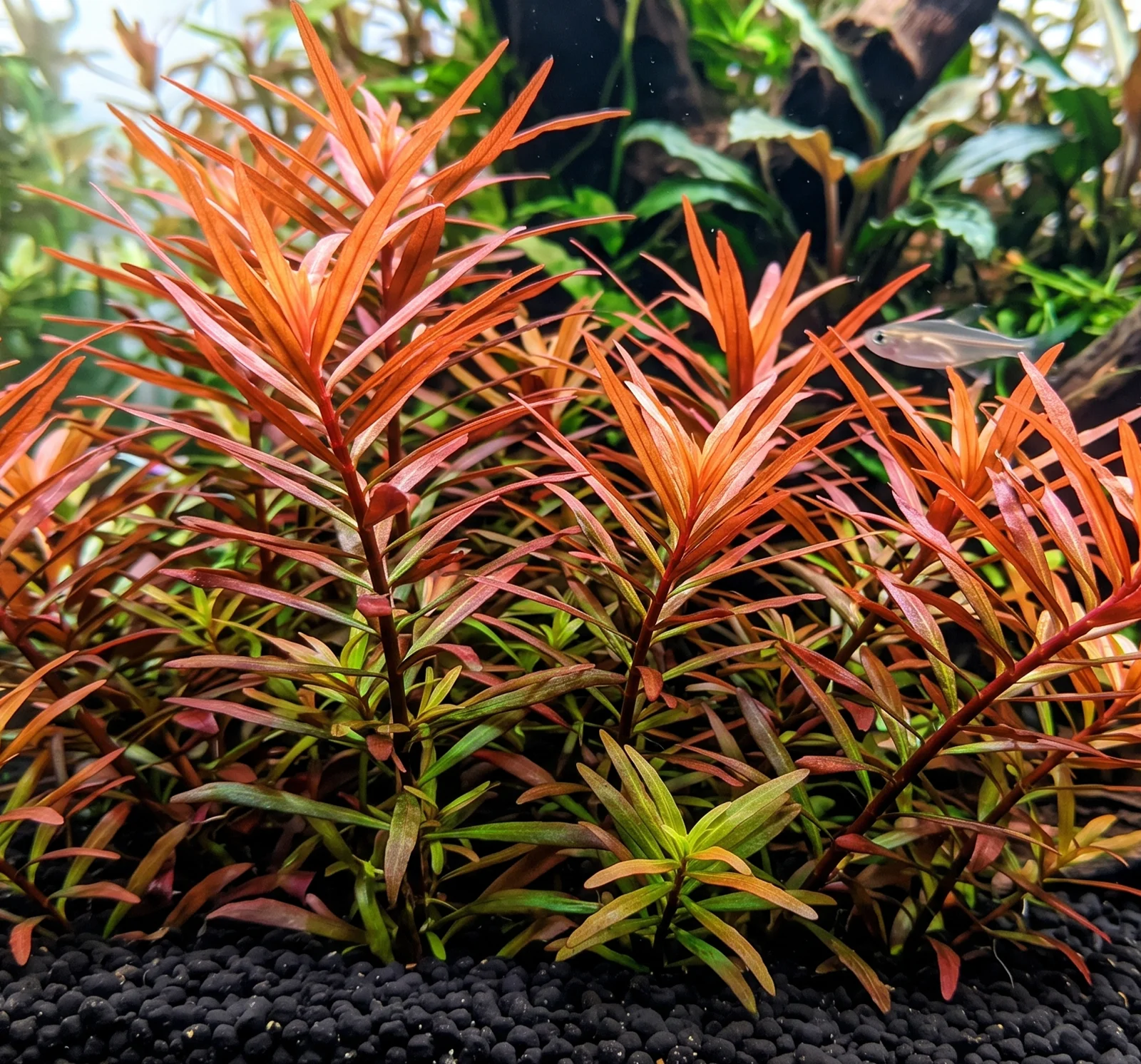Ludwigia arcuata in aquarium