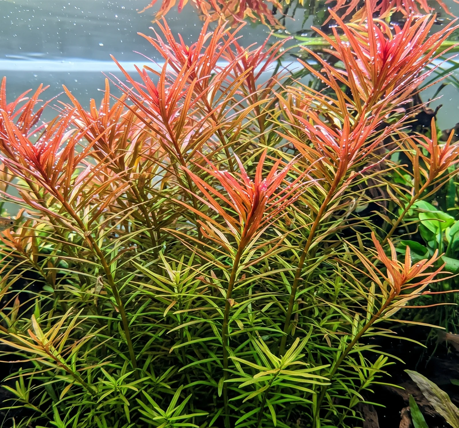 Ludwigia arcuata
