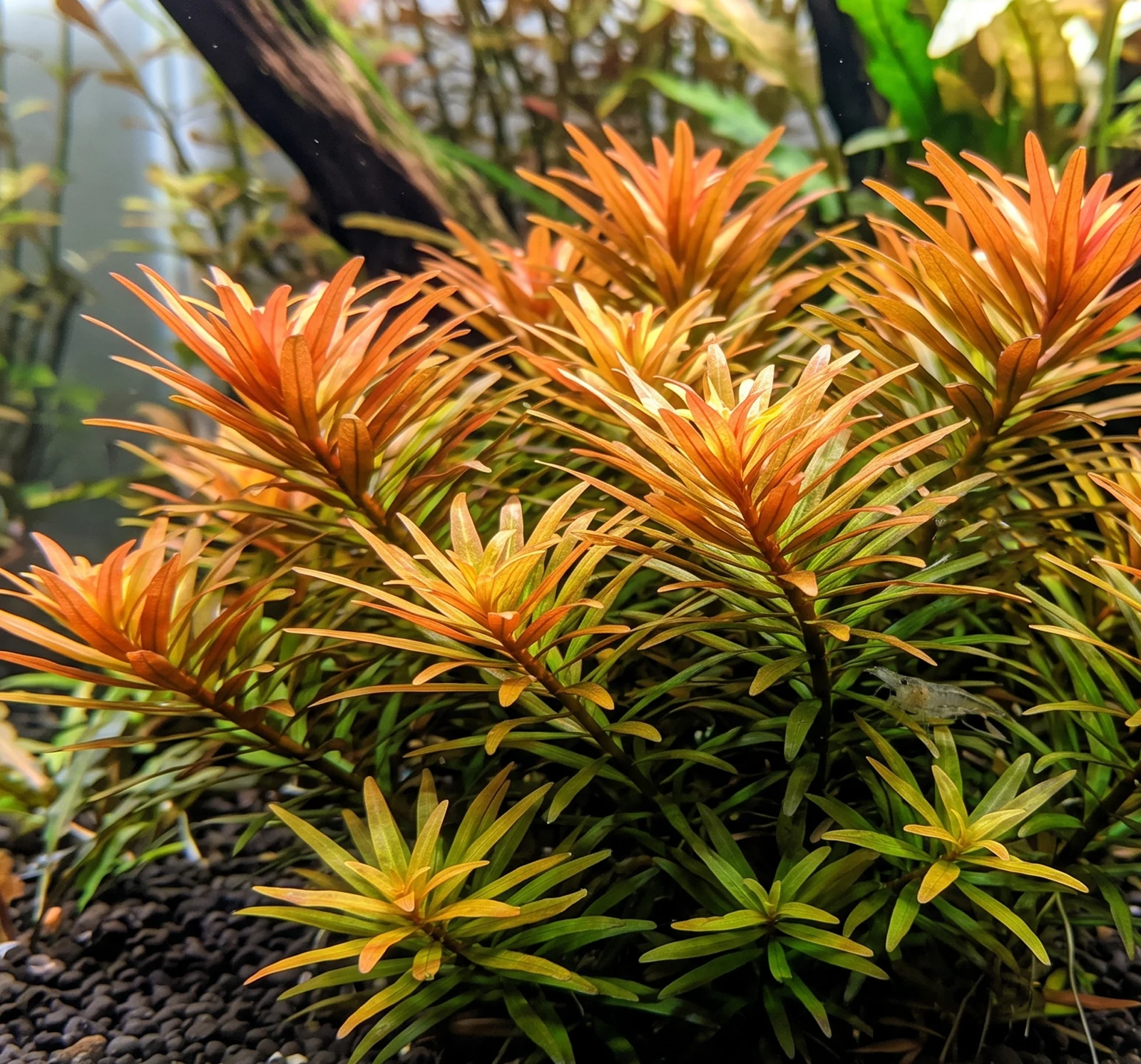 Ludwigia inclinata var. verticillata 'Cuba'