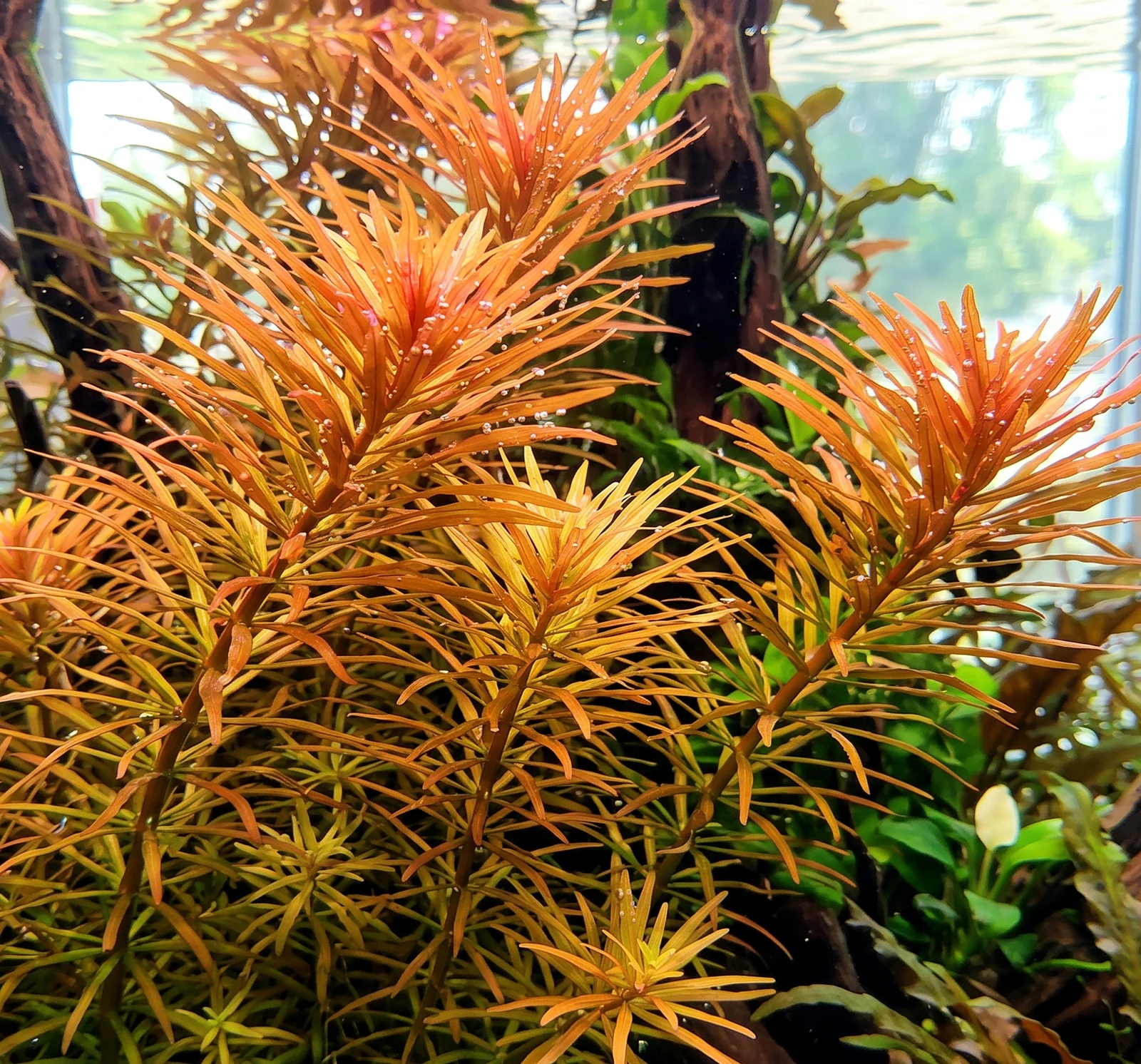 Ludwigia inclinata var. verticillata 'Cuba'