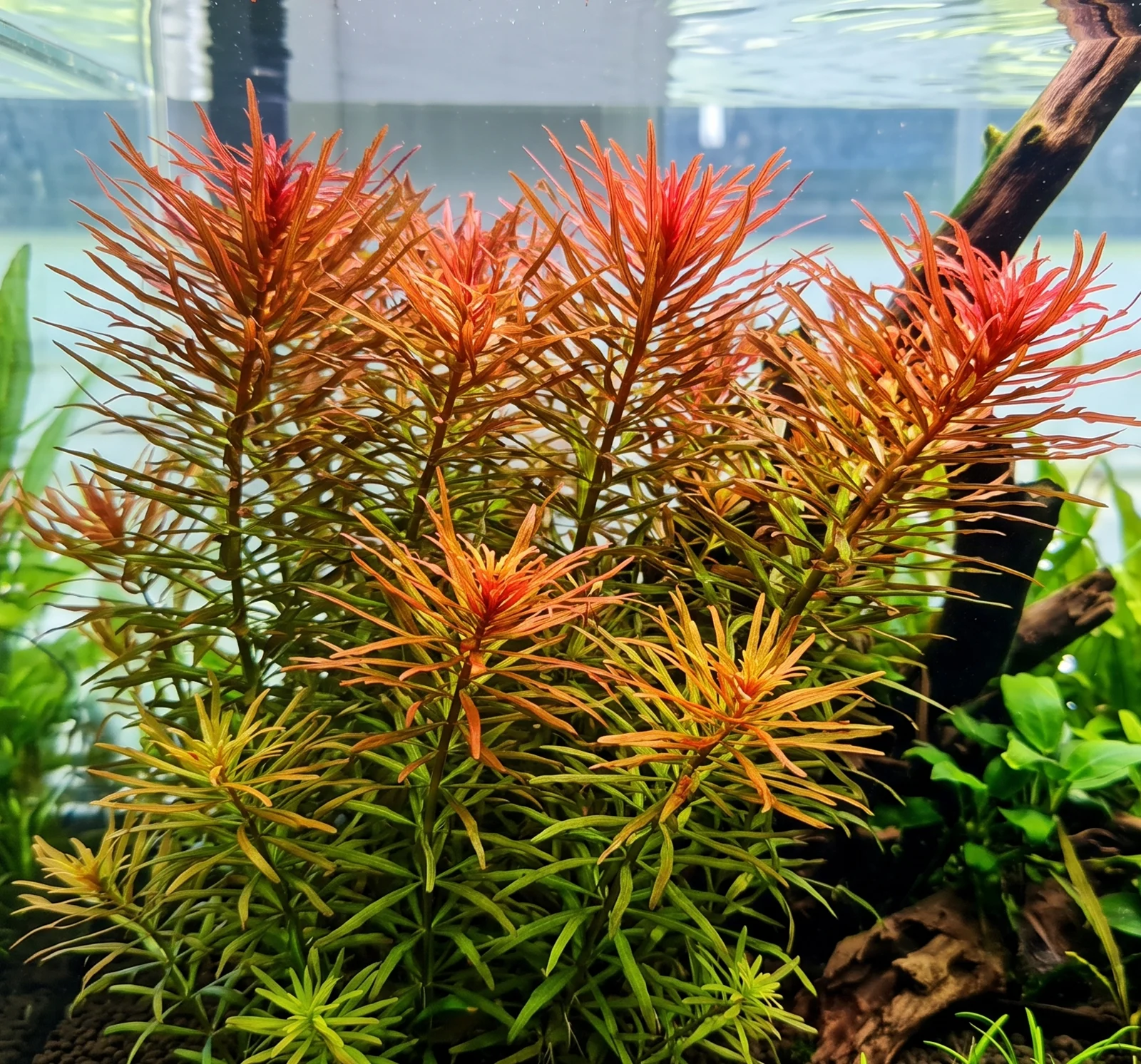 Ludwigia inclinata var. verticillata 'Pantanal'