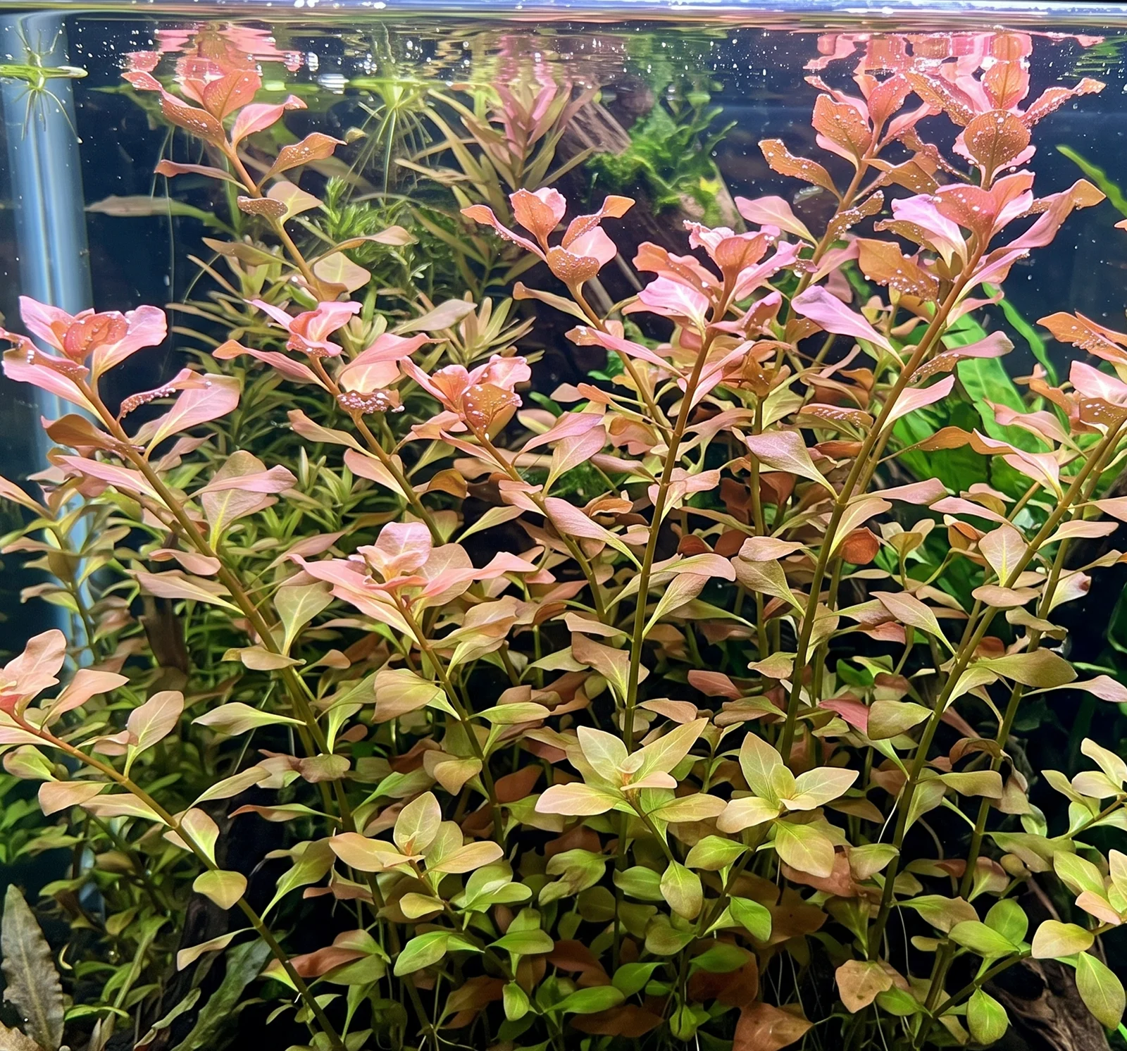 Ludwigia ovalis