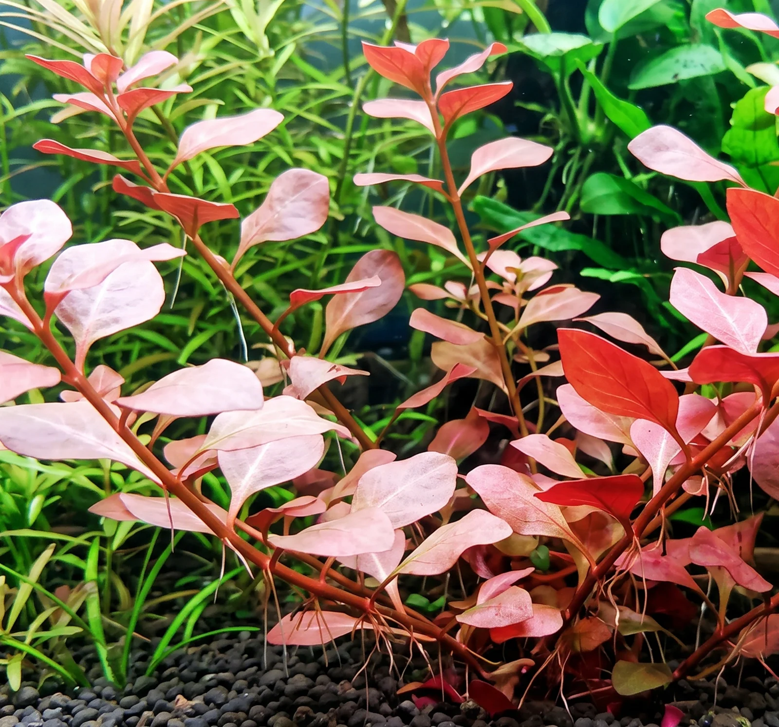 Ludwigia ovalis