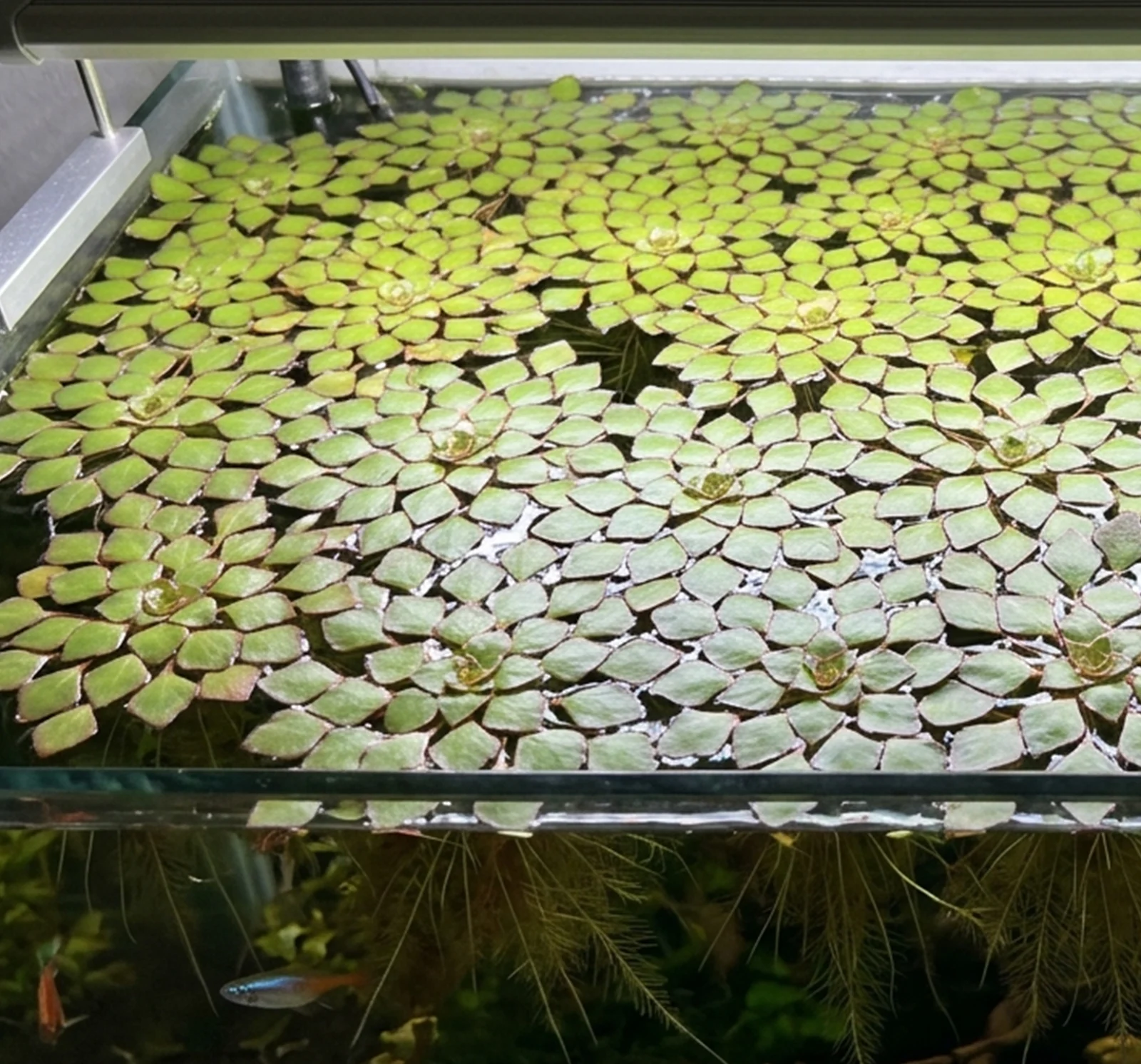 Ludwigia sedioides