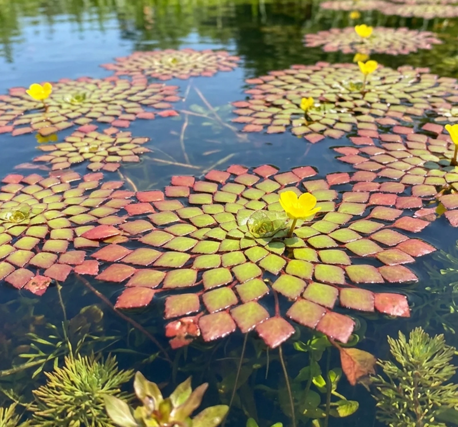 Ludwigia sedioides