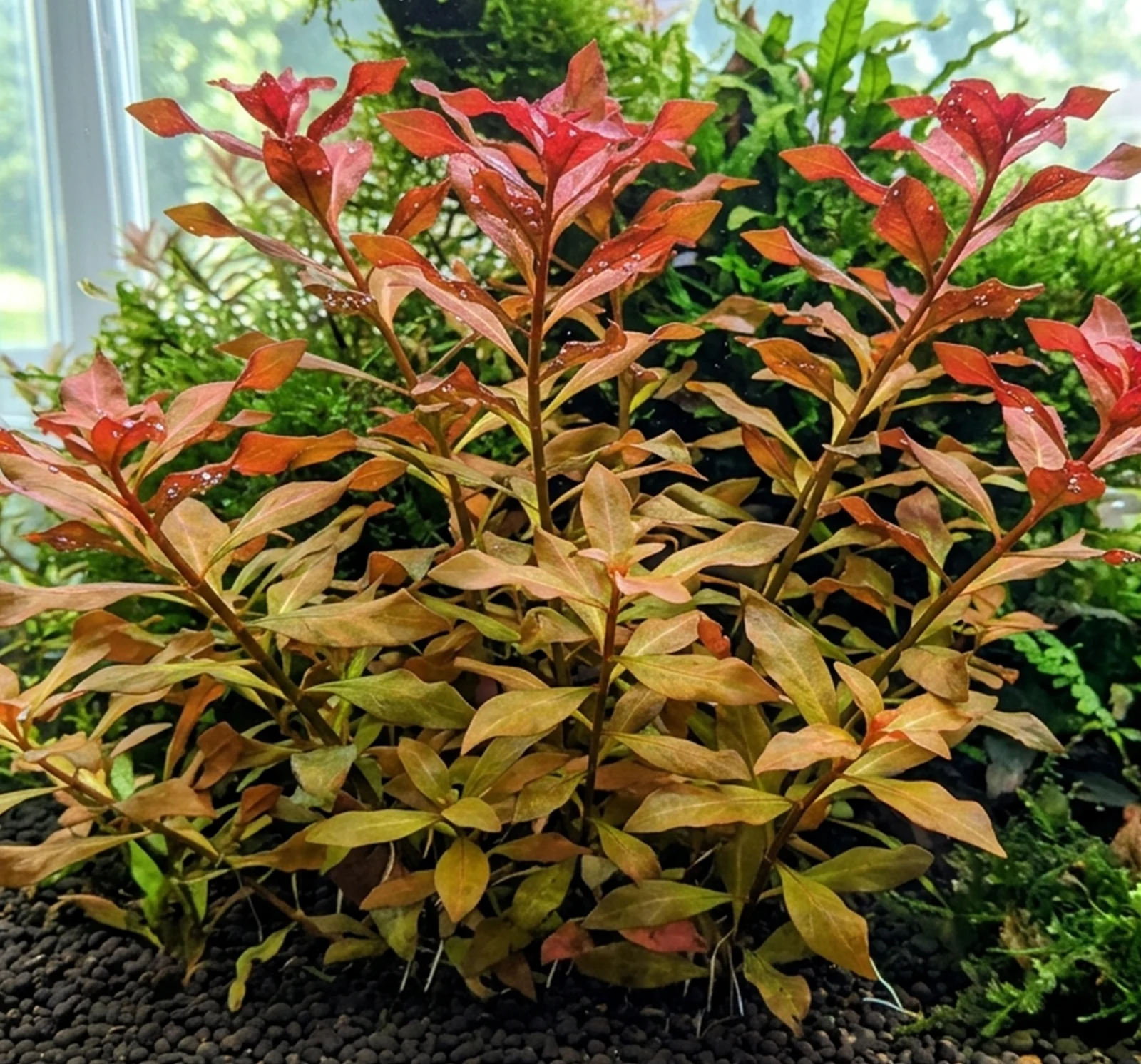 Ludwigia senegalensis 'Guinea'