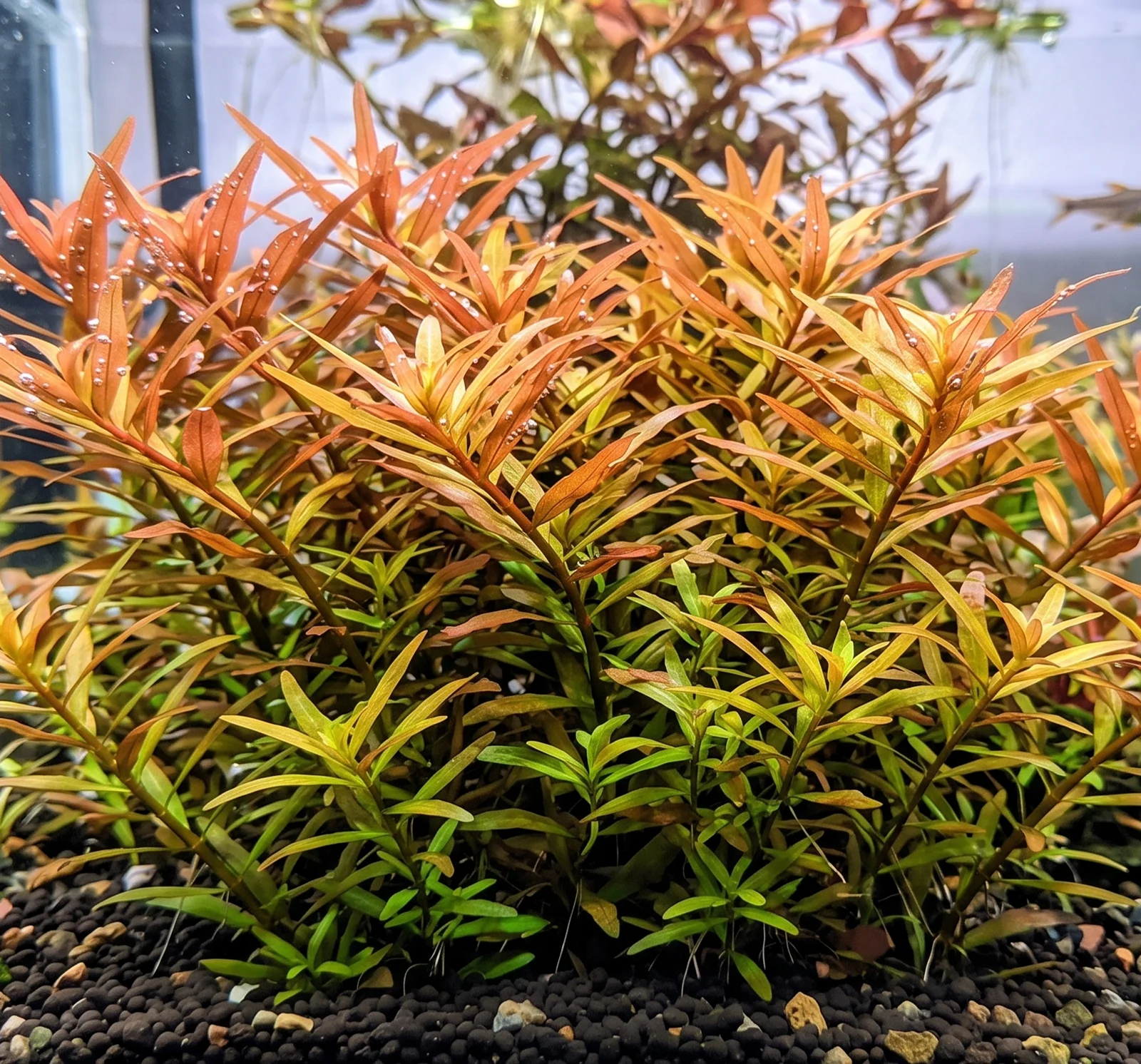 Ludwigia brevipes