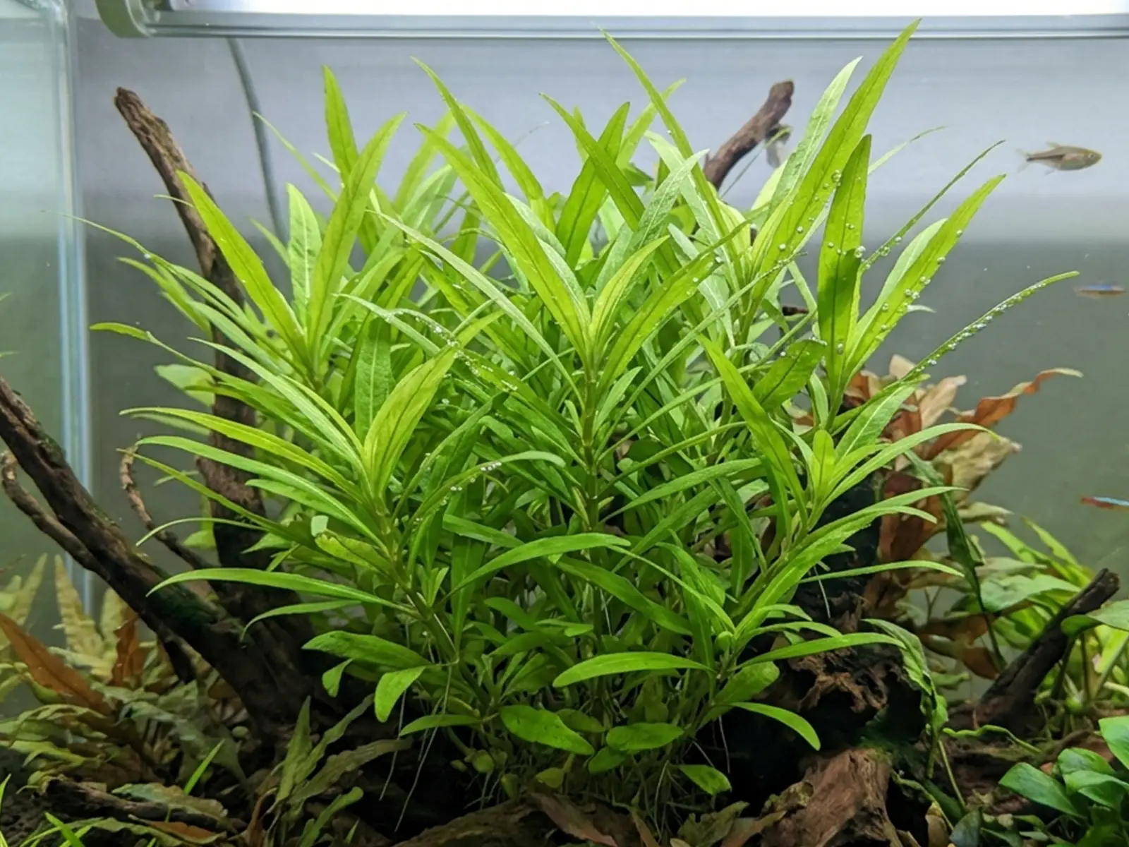 Hygrophila 'Siamensis 53B'