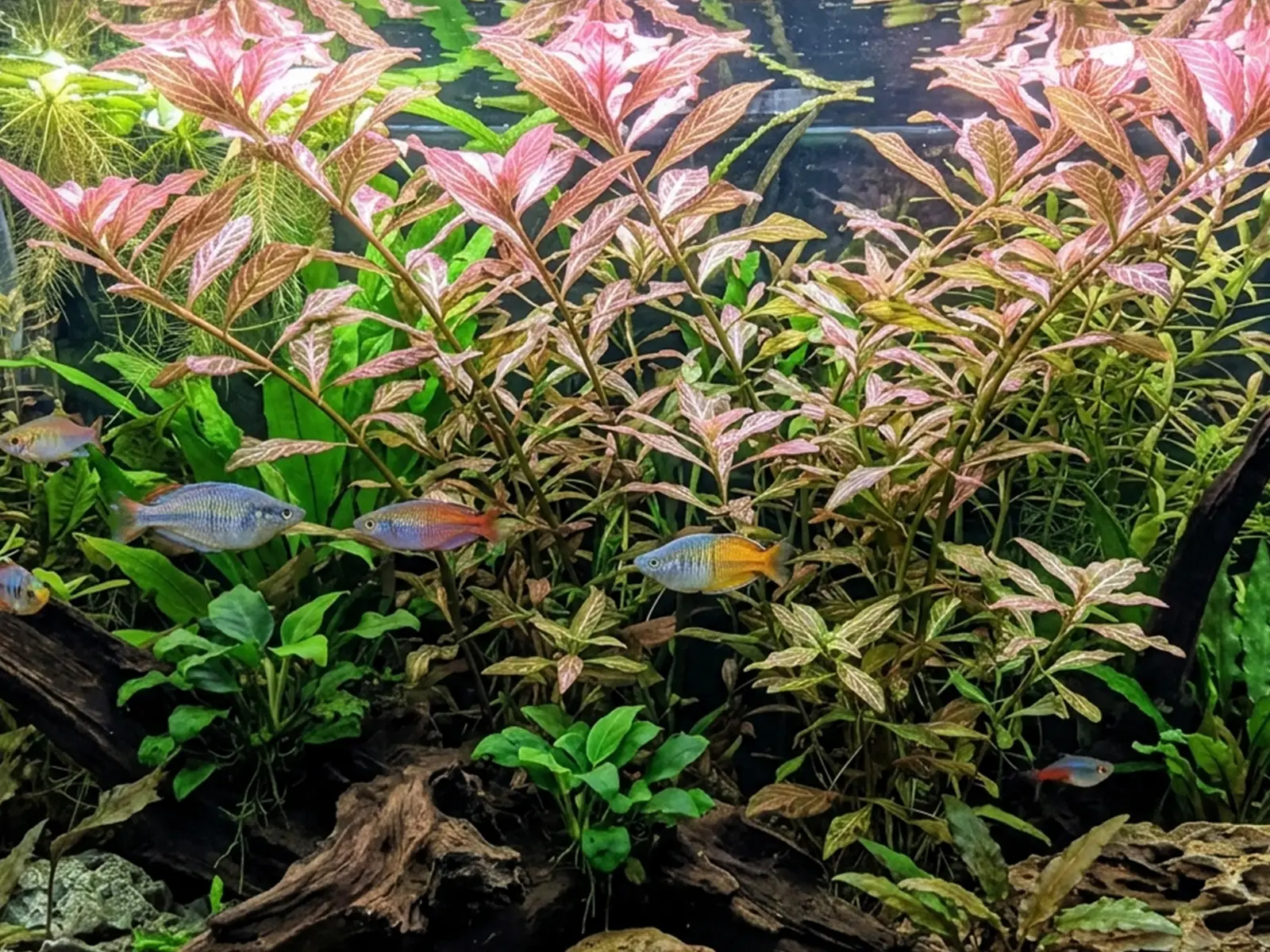 Hygrophila polysperma 'Rosanervig'