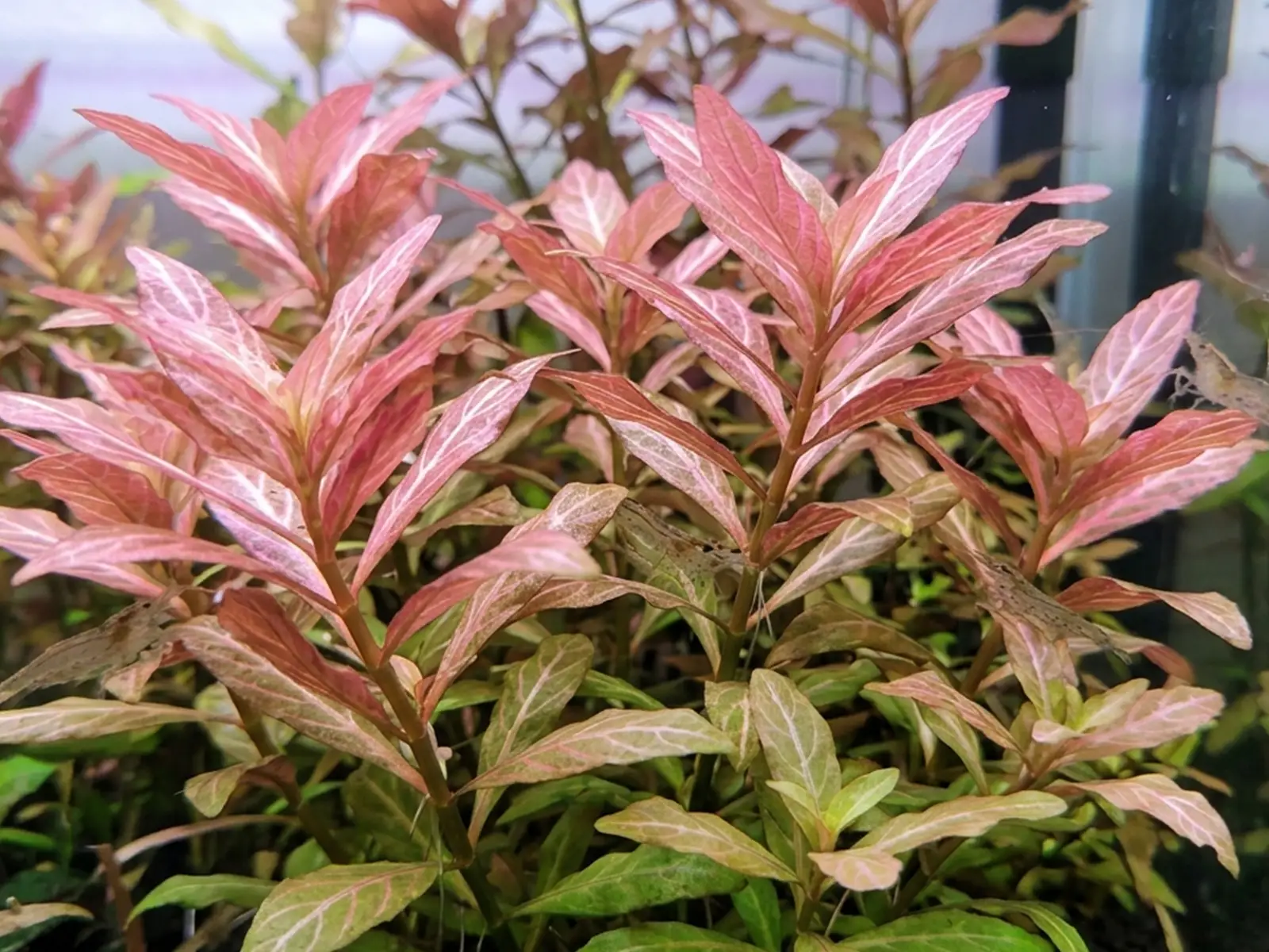 Hygrophila polysperma 'Rosanervig'