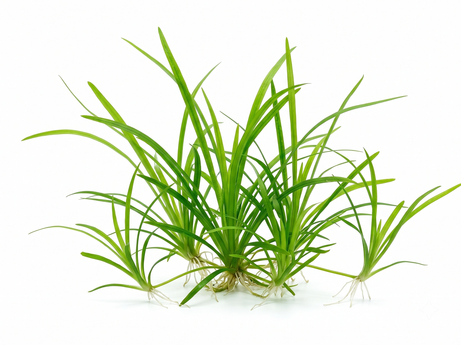 Dwarf Sagittaria against white background