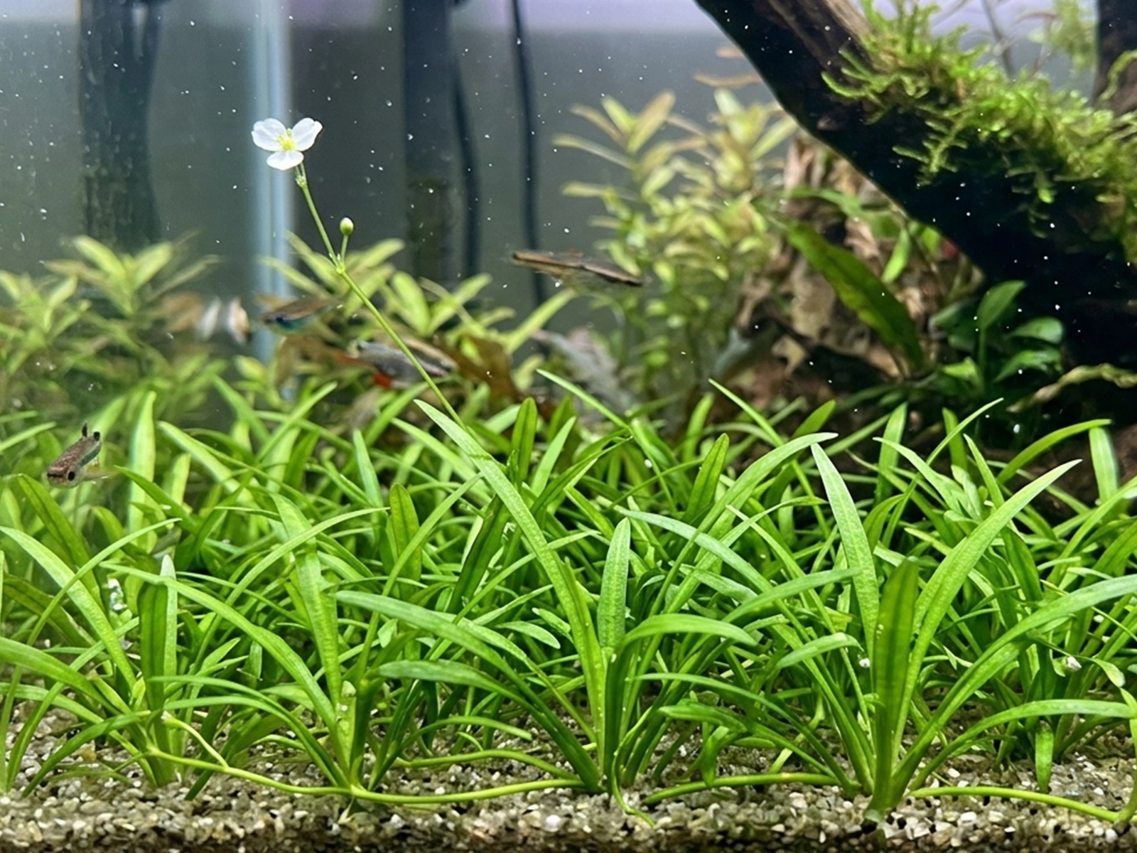 Dwarf Sagittaria