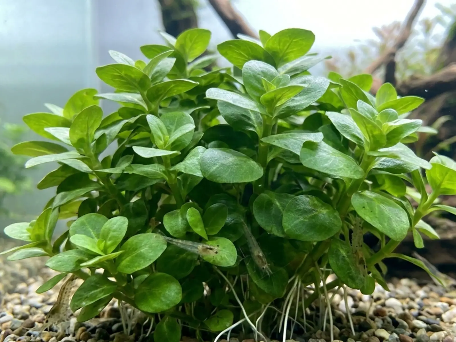 Hygrophila corymbo