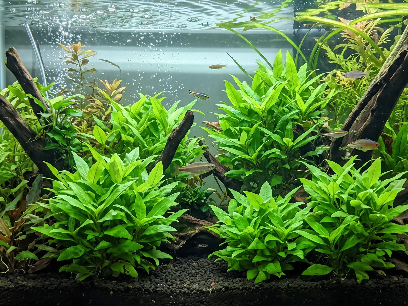 Hygrophila corymbosa 'Compact'