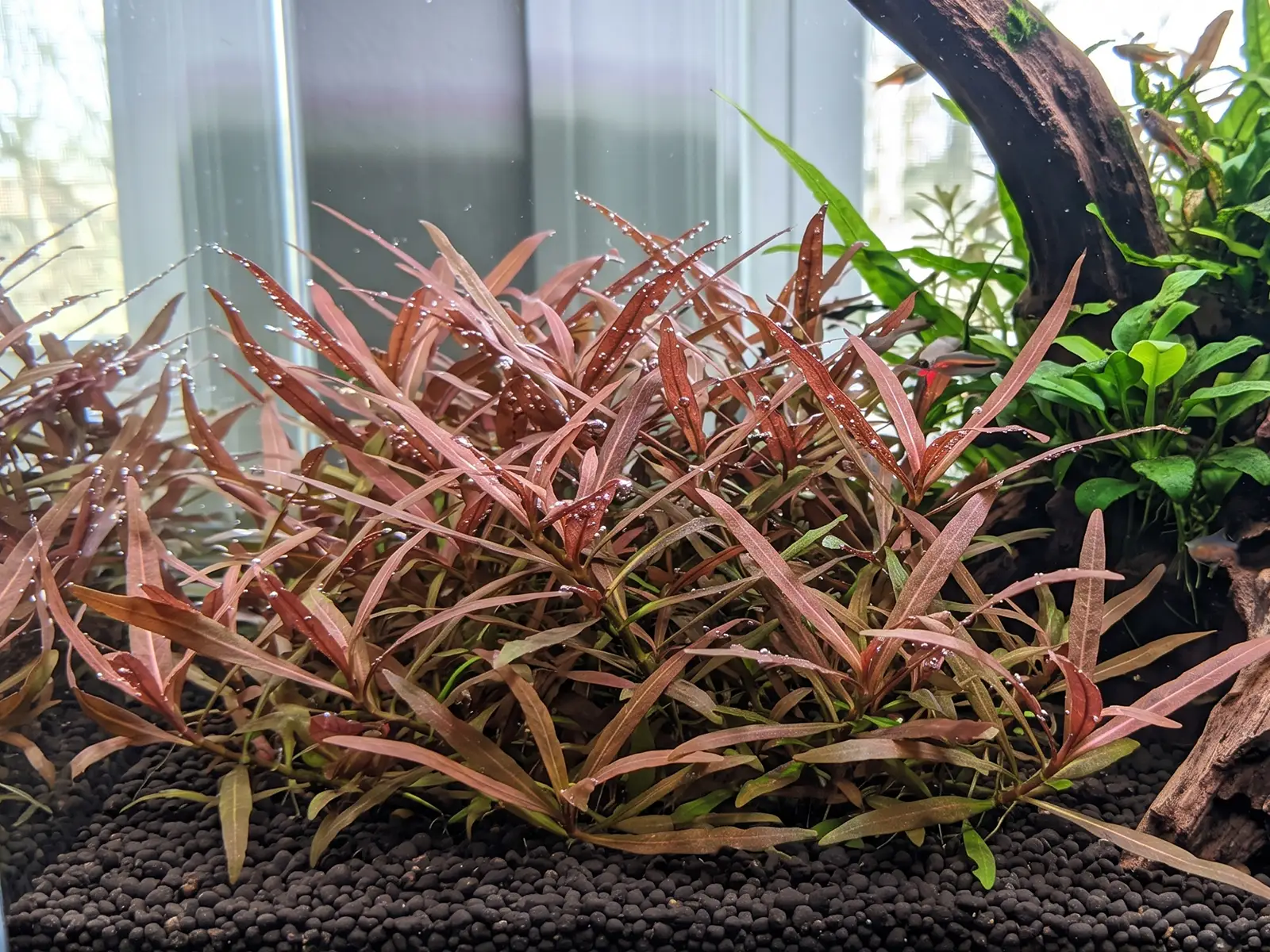 Hygrophila lancea 'Araguaia'
