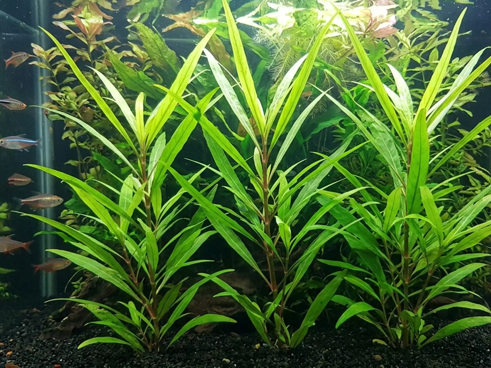Hygrophila angustifolia