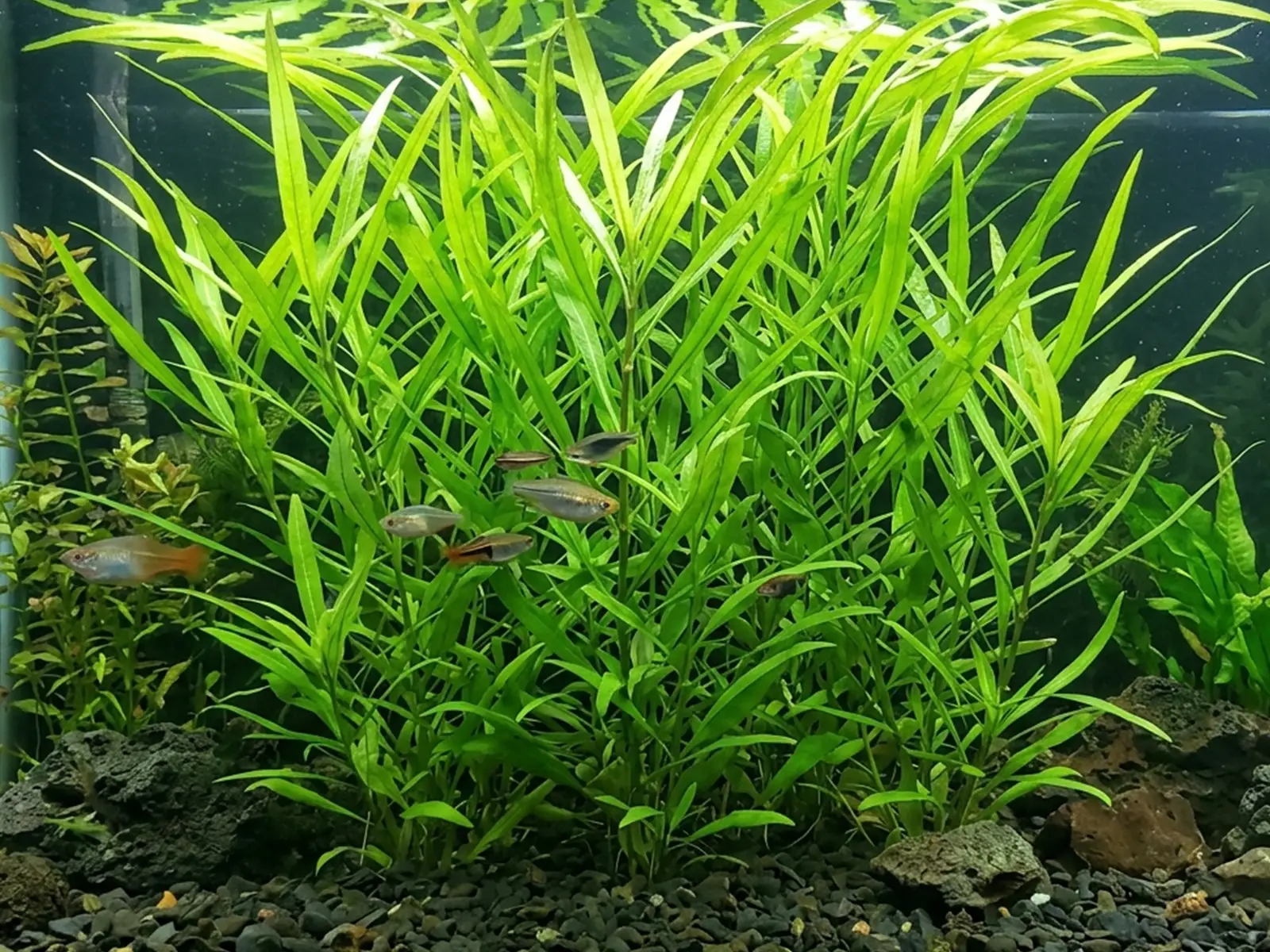 Hygrophila angustifolia
