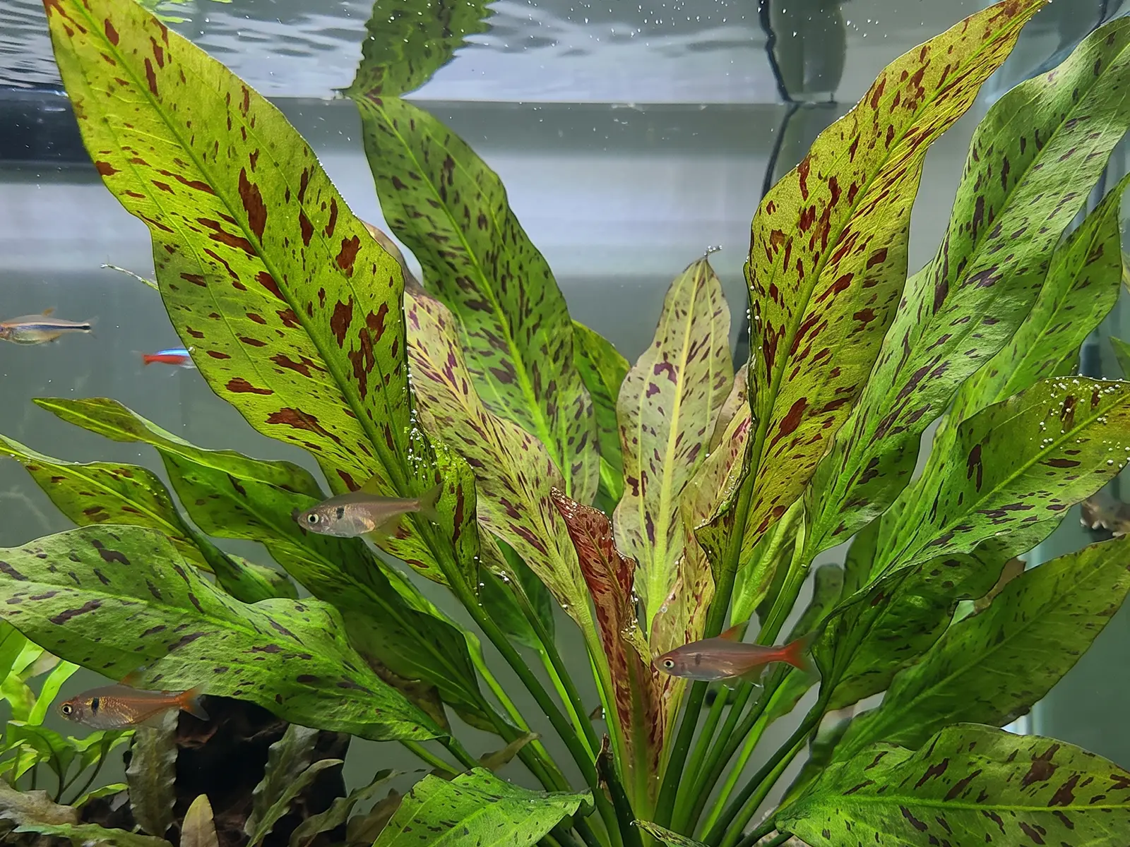 Echinodorus 'Red Flame'