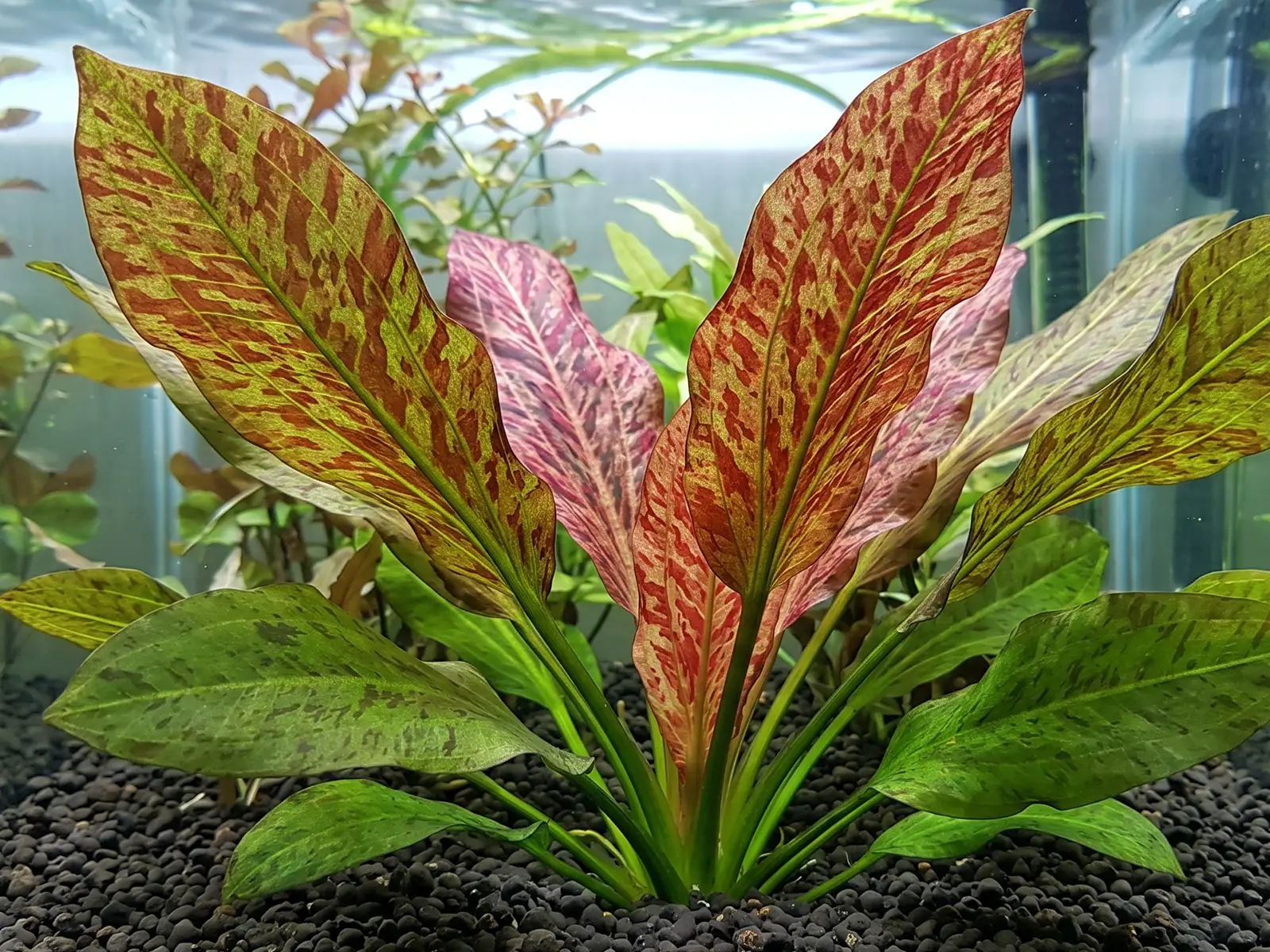 Echinodorus 'Red Flame'