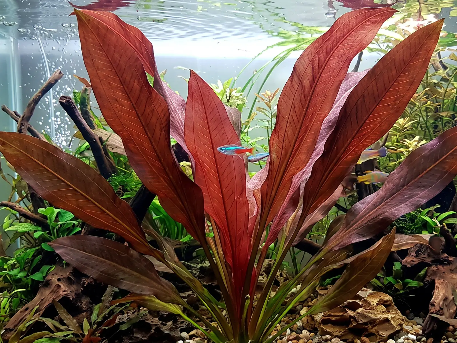 Echinodorus 'Rubin'
