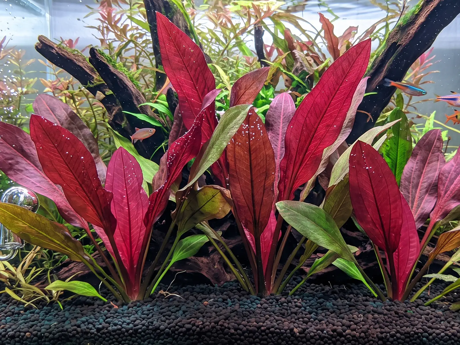 Echinodorus 'Red Diamond'