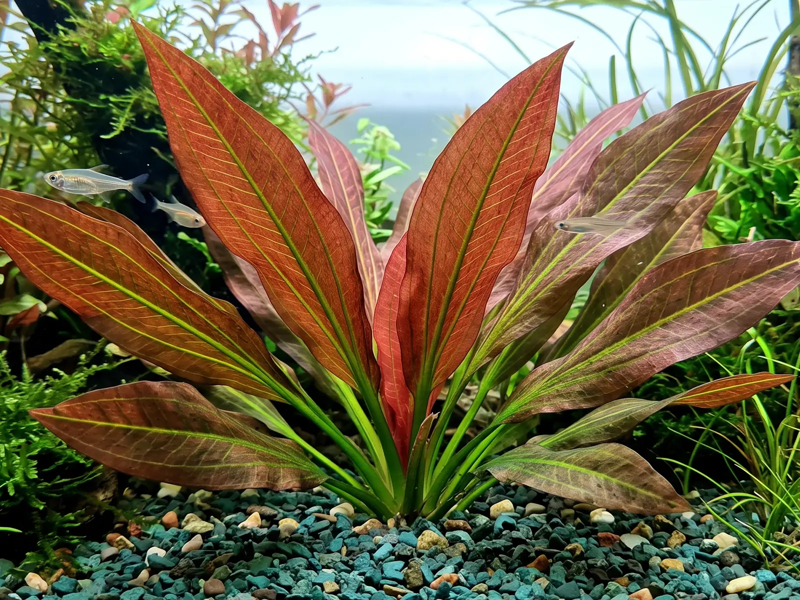 Echinodorus 'Red Diamond'