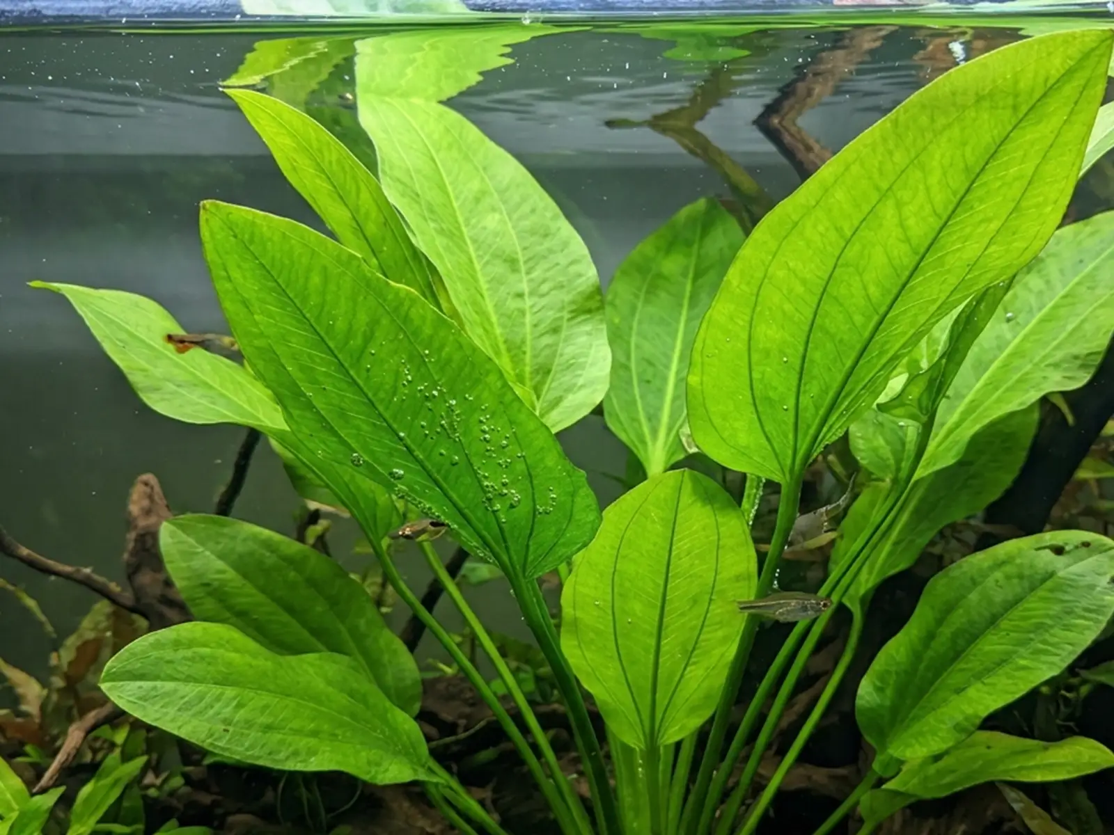 Echinodorus cordifolius