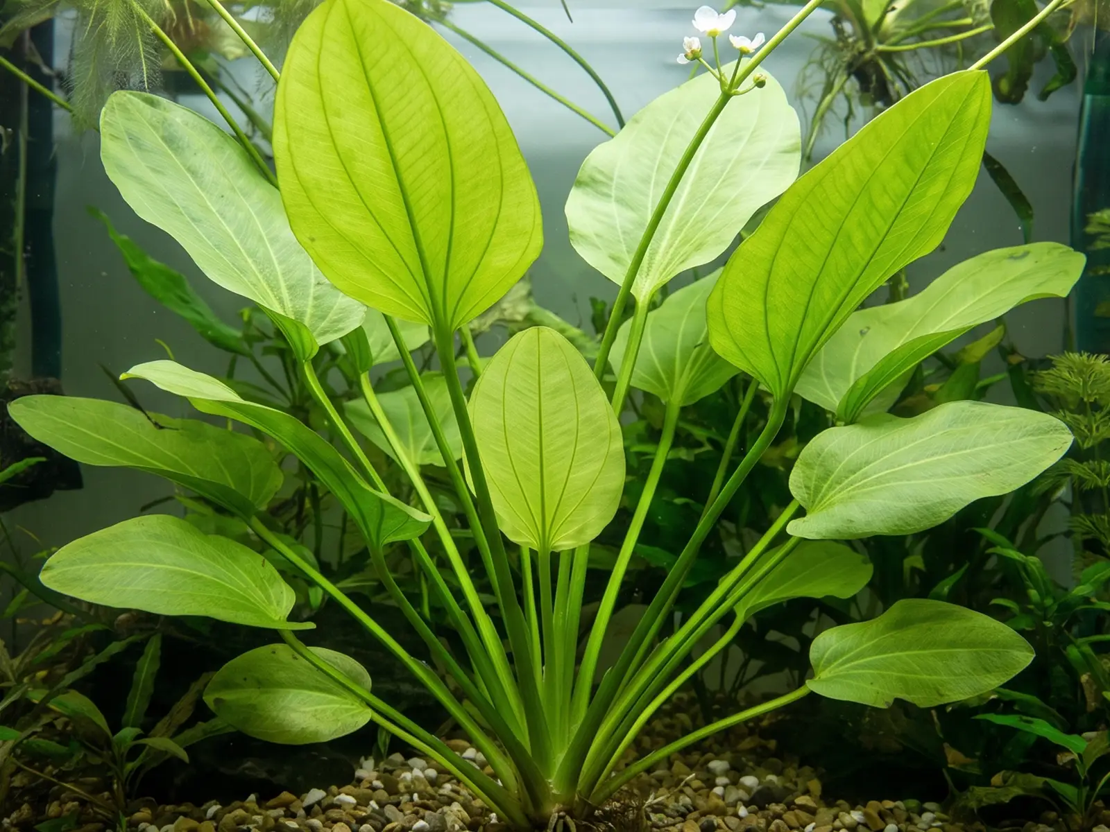 Echinodorus cordifolius