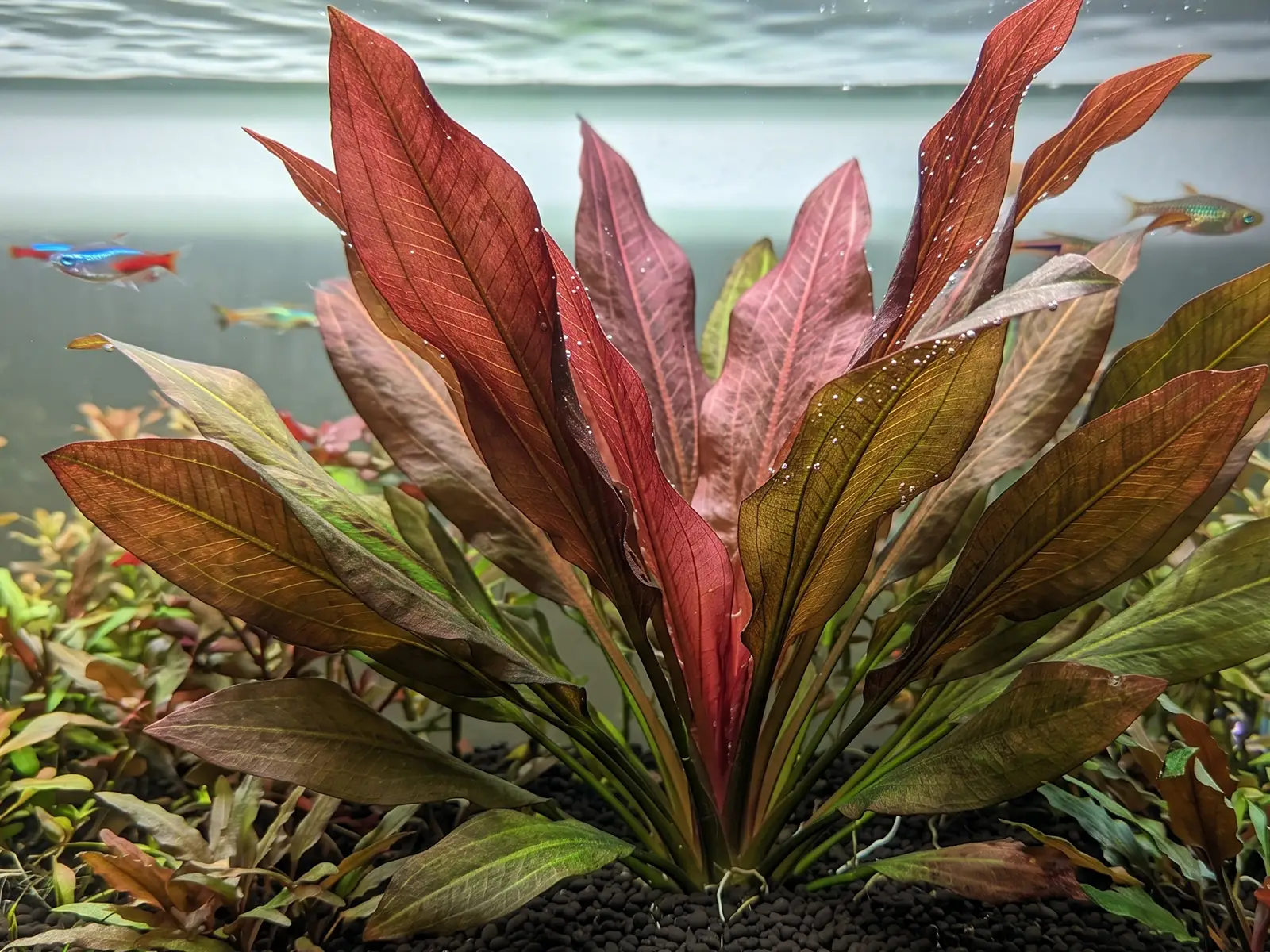 Echinodorus 'Kleiner Bar'