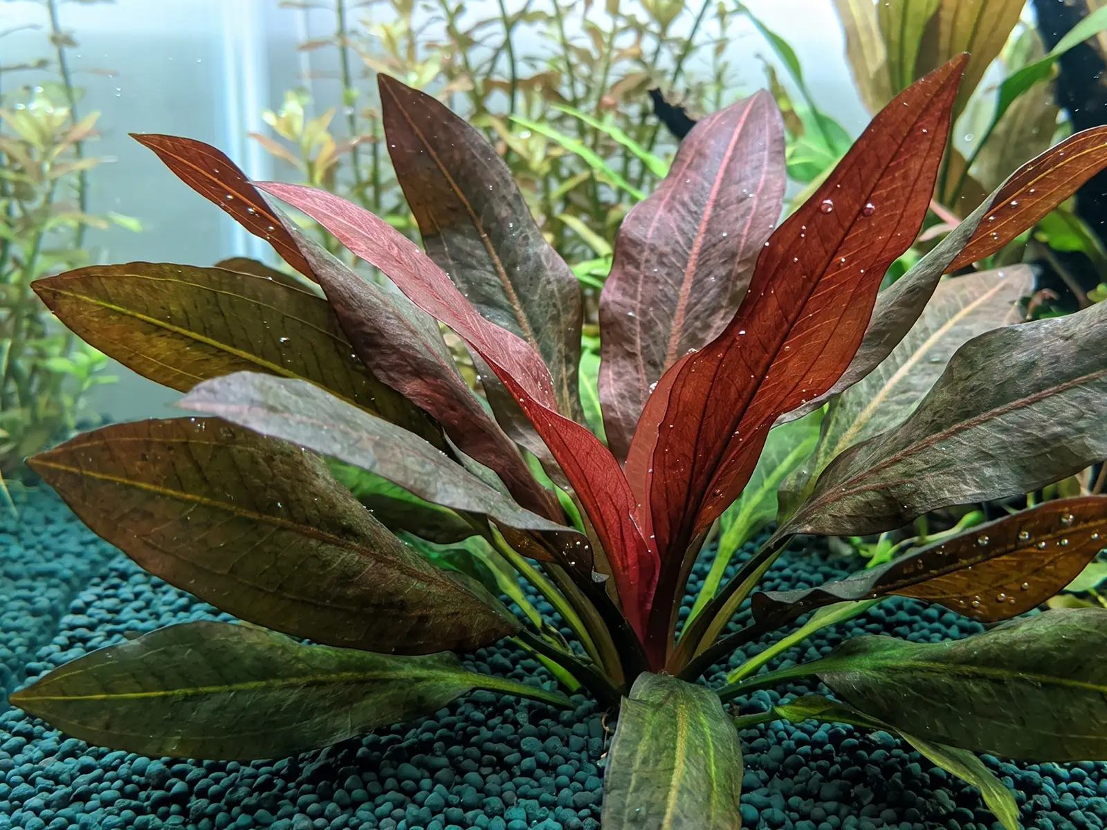 Echinodorus 'Kleiner Bar'