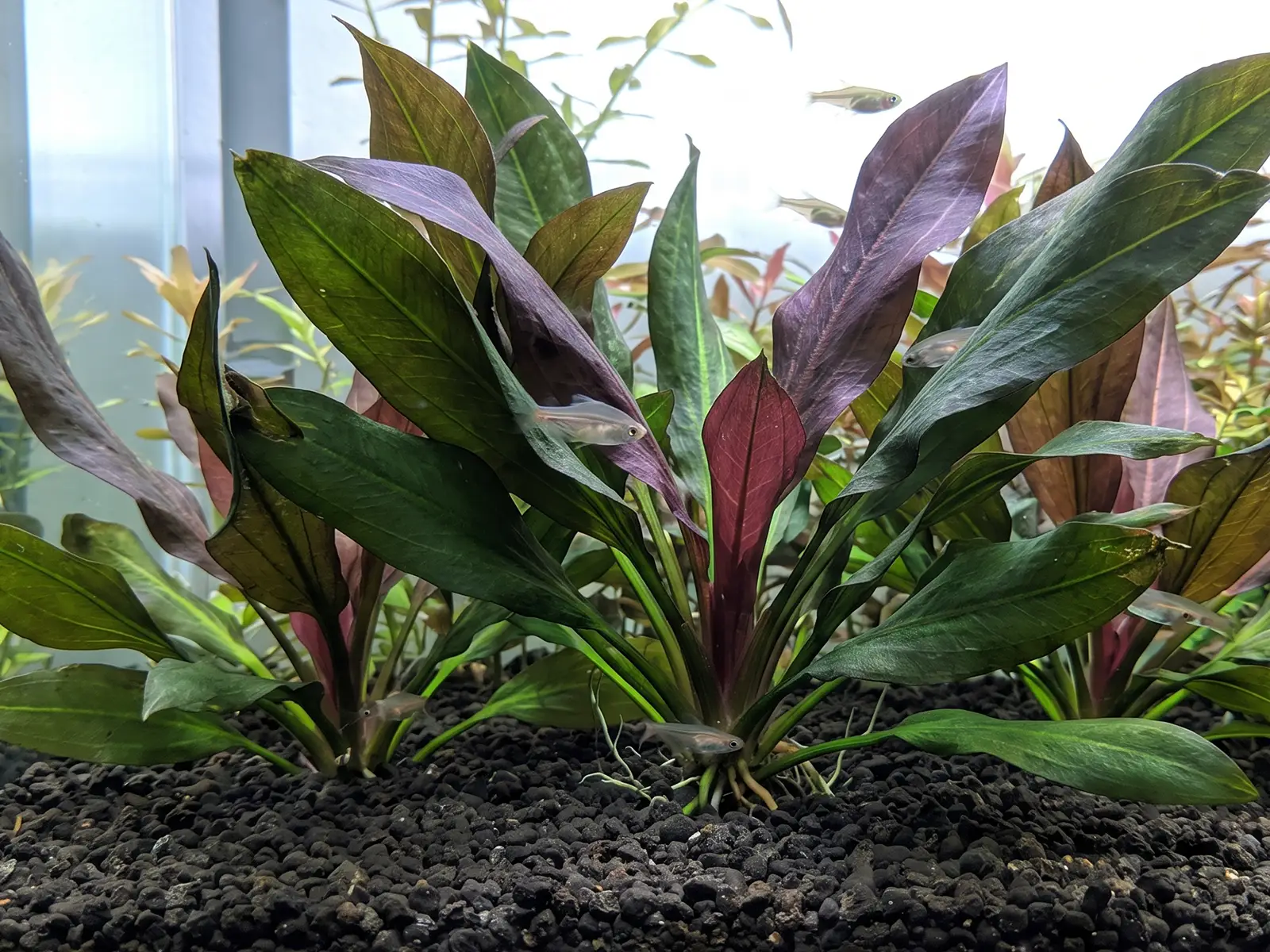 Echinodorus 'Reni'