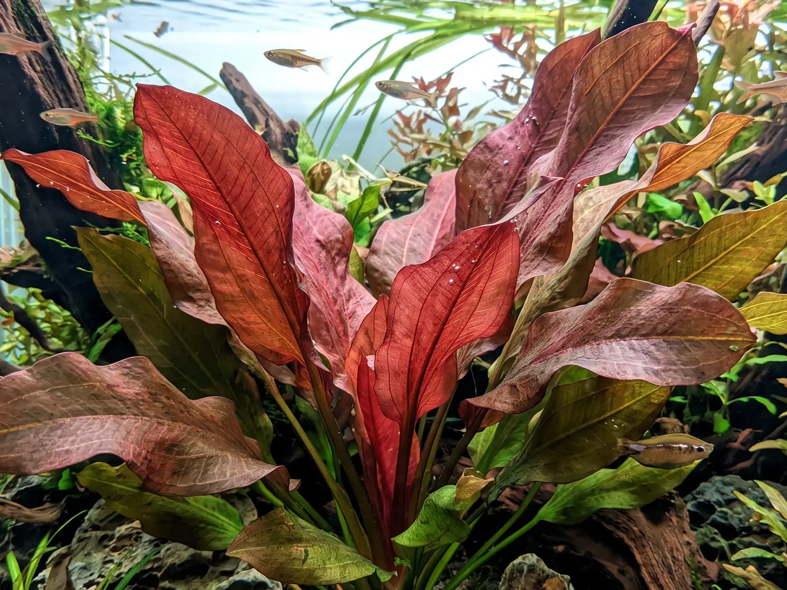 Echinodorus 'Reni'