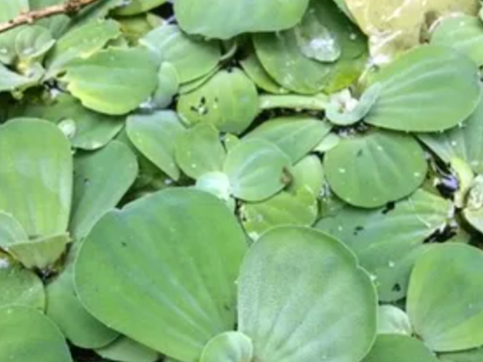 Dwarf Water Lettuce