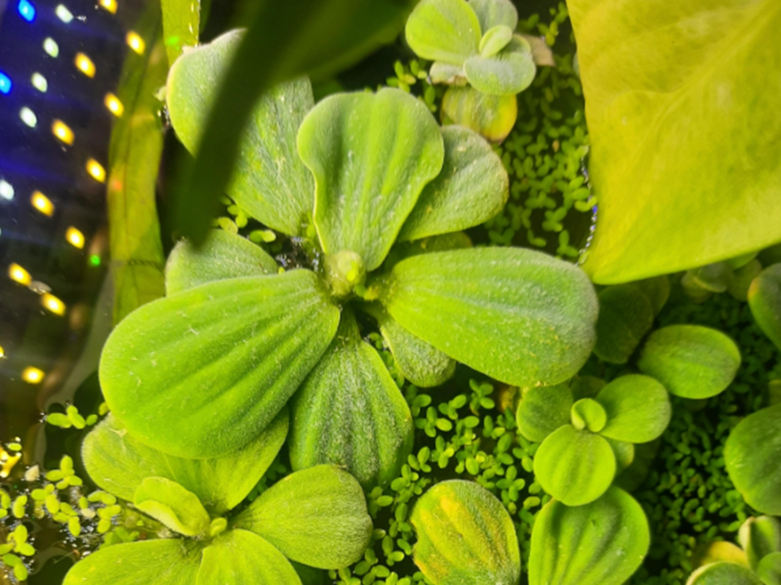Dwarf Water Lettuce close up