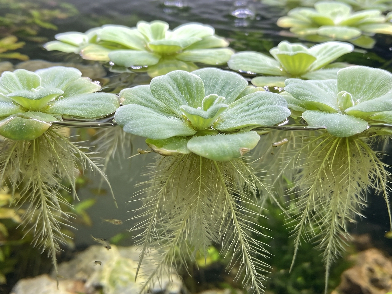 Dwarf Water Lettuce