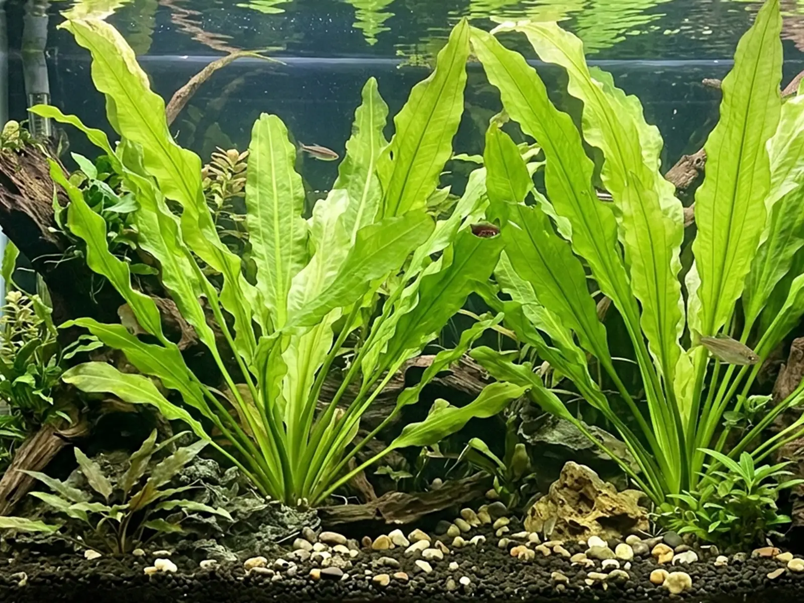 Echinodorus martii